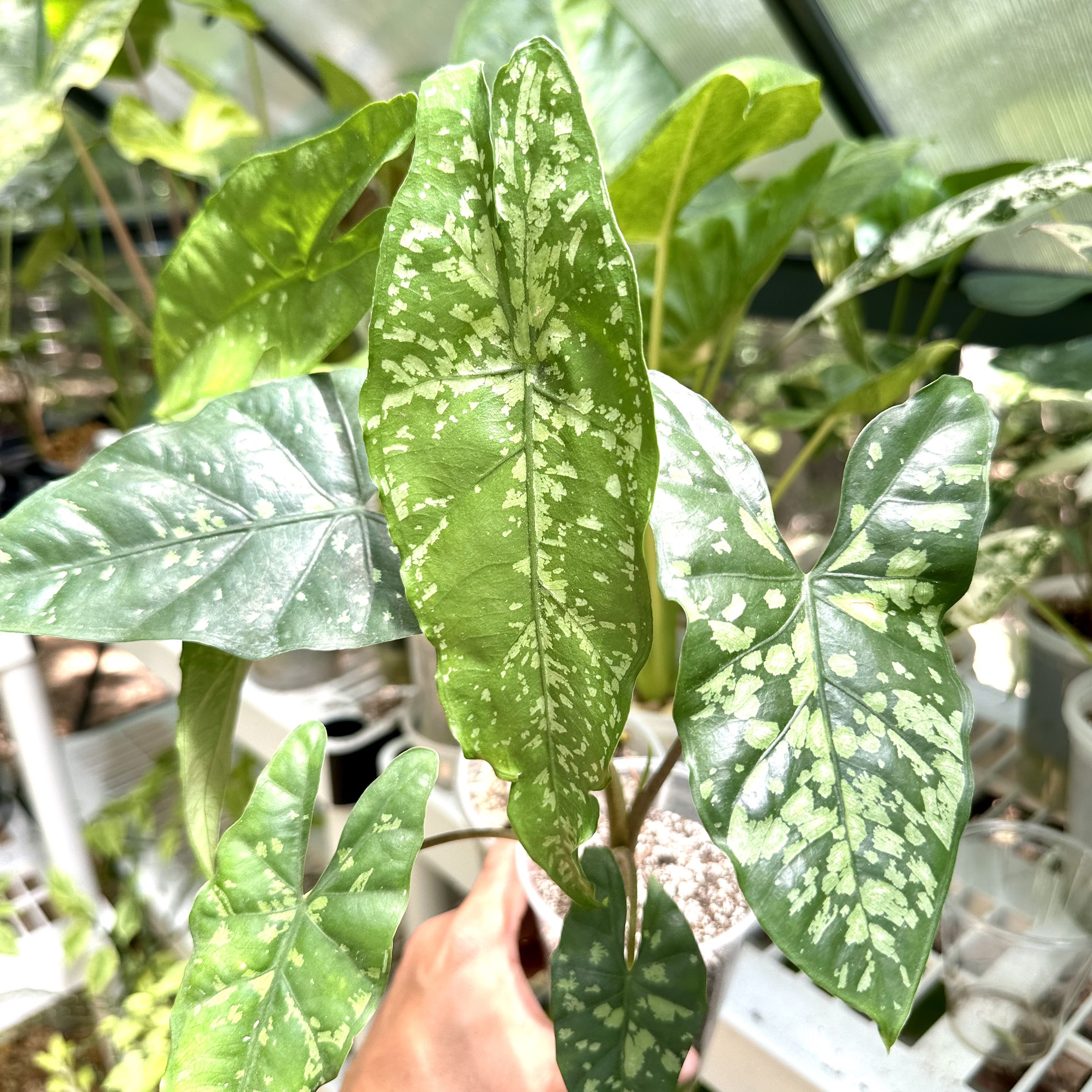 CORM ONLY: Alocasia Shattered Glass ($40) from @MildToWildStudio