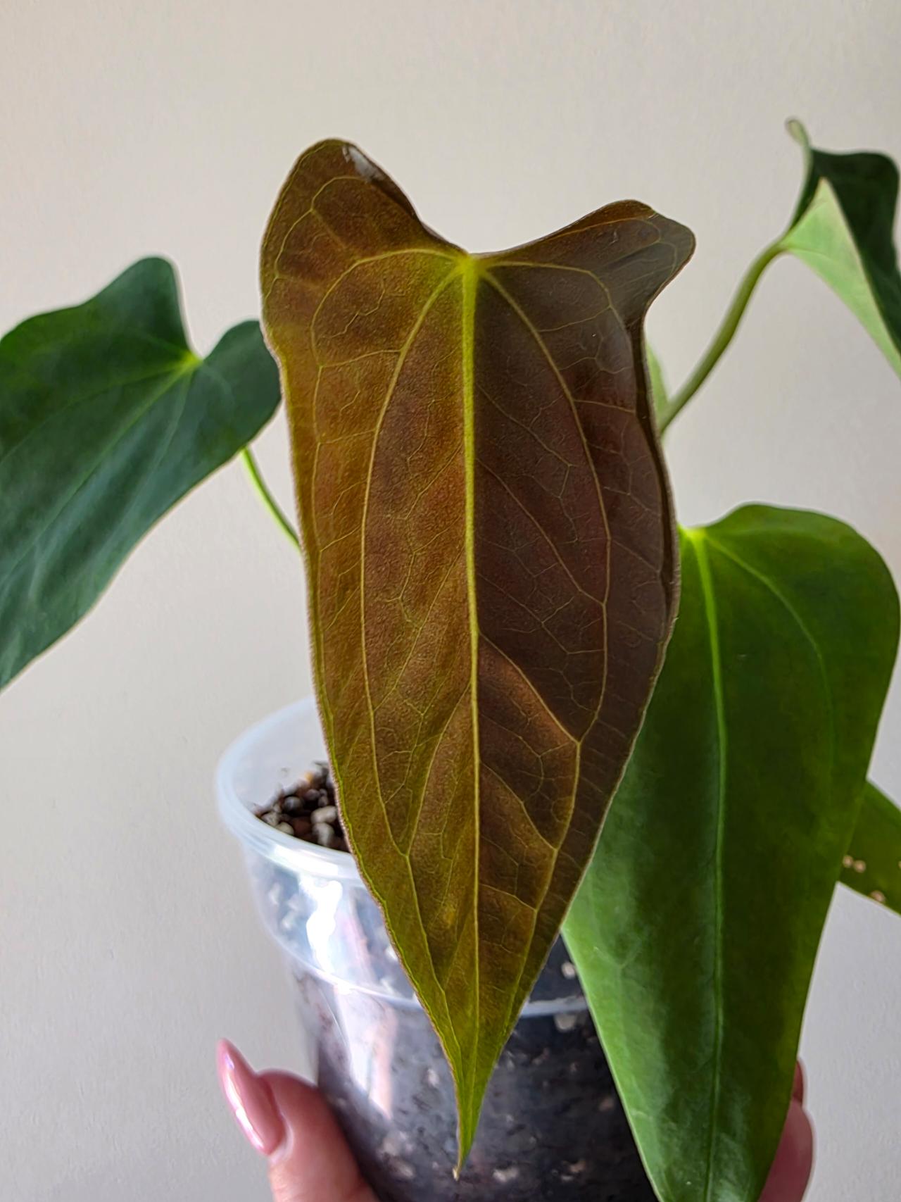 Anthurium Doritos x Pap ($54) from @RareRootsTropical