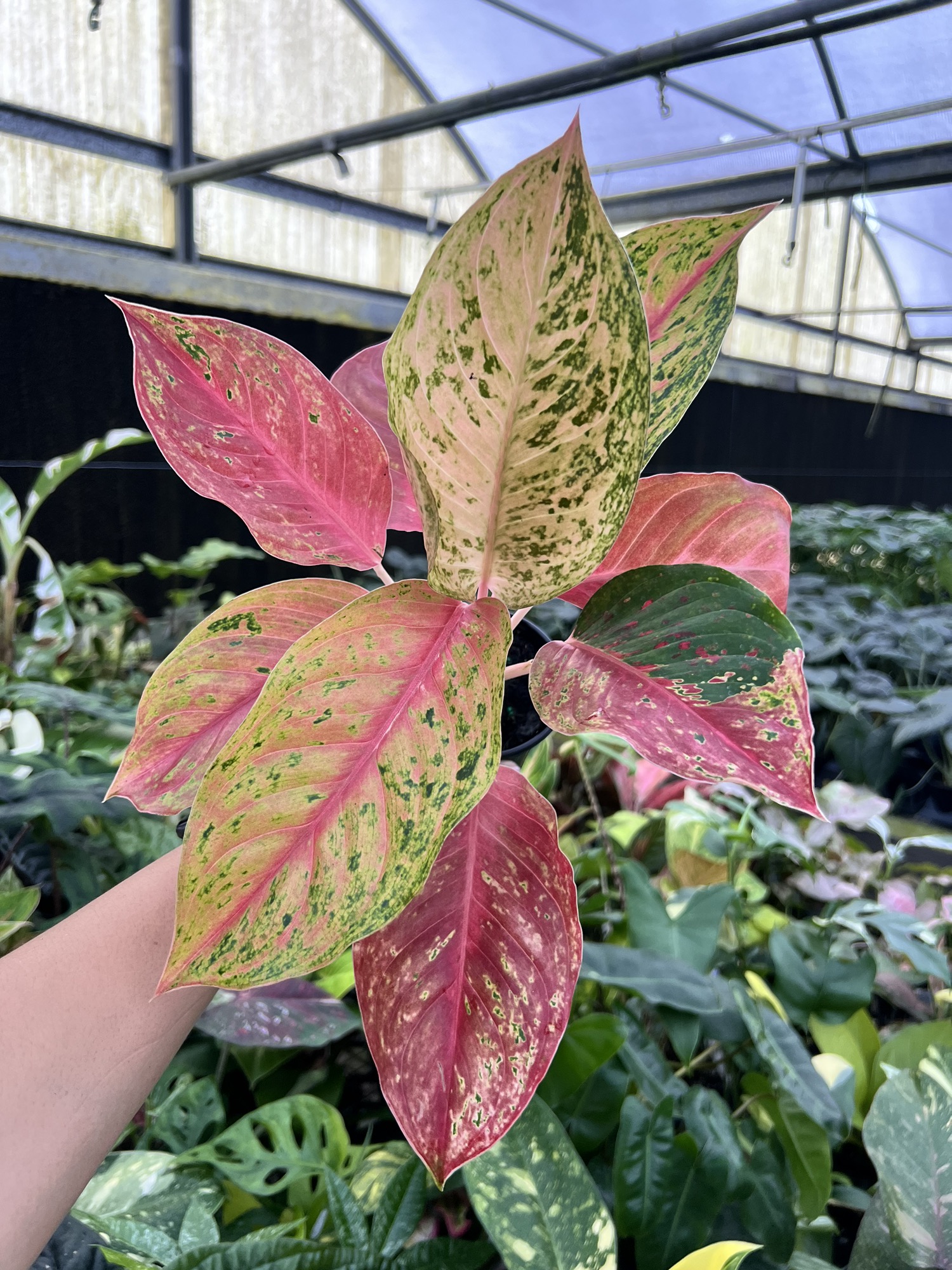 512 PINKHOUSE ma-1 ストロベリー　ジャム　ラズベリー　派手 4” Aglaonema Súper Red Laksap - Exact Plant🌱 ($45) from @Jenisprouts