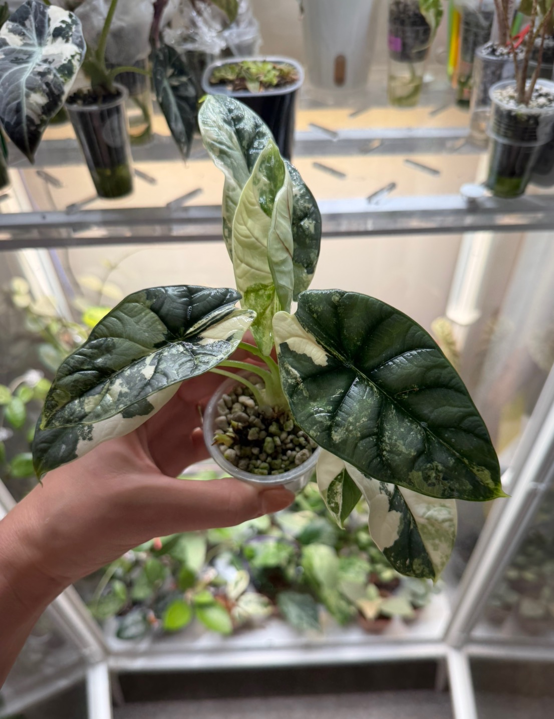 CORM #2 (right) Alocasia Silver Dragon Albo ($75) from