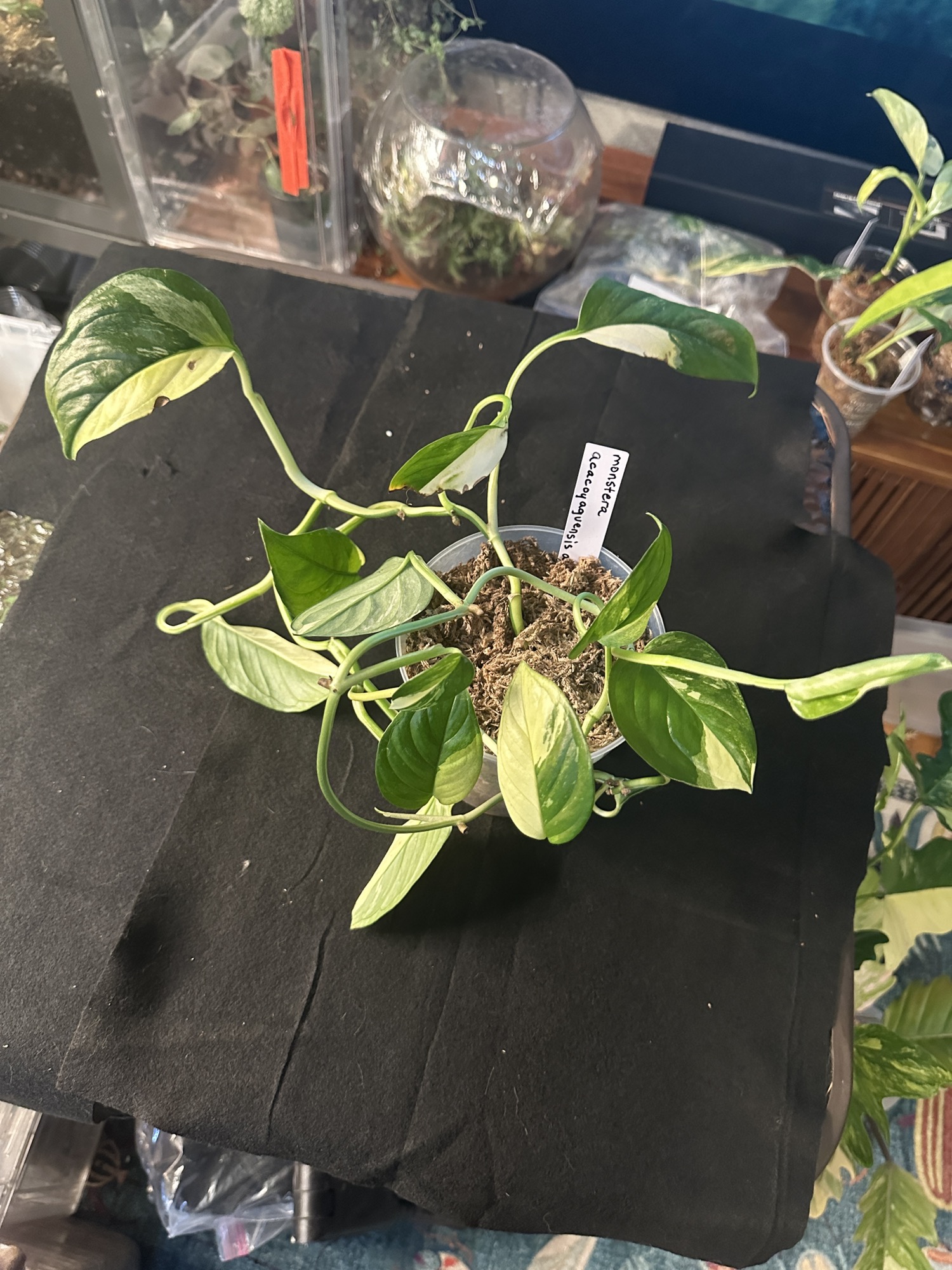 Monstera acacoyaguensis ($150) from @Plantpacity