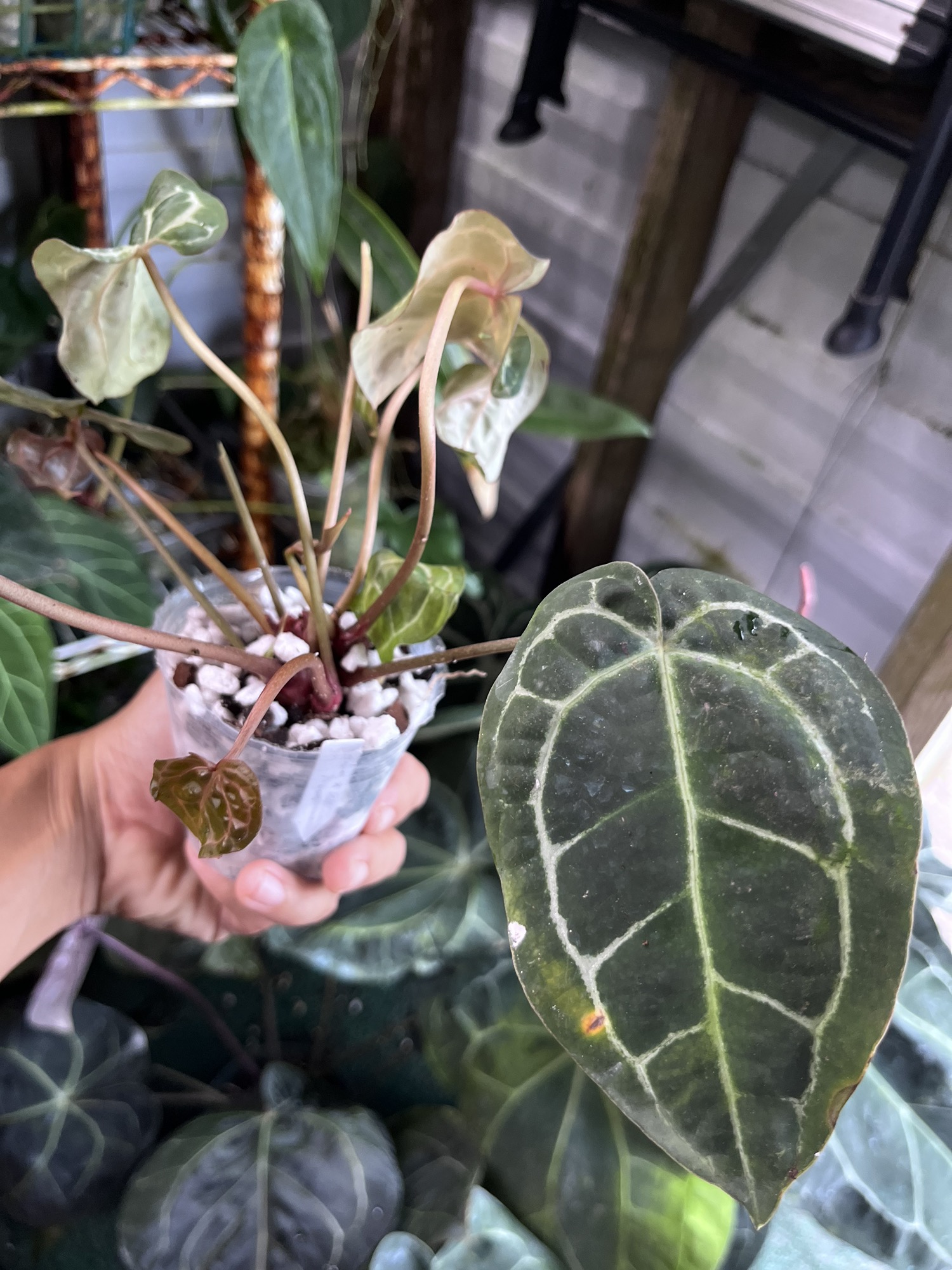 Anthurium Black Widow x Michelle division Tezula ($120) from