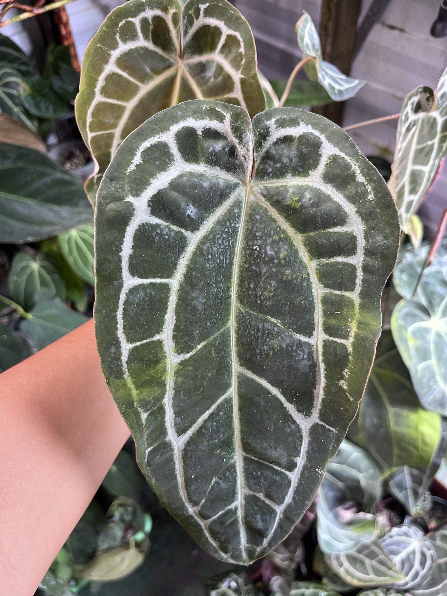 Anthurium Black Widow x Michelle大株 nGEn1wY.jpg