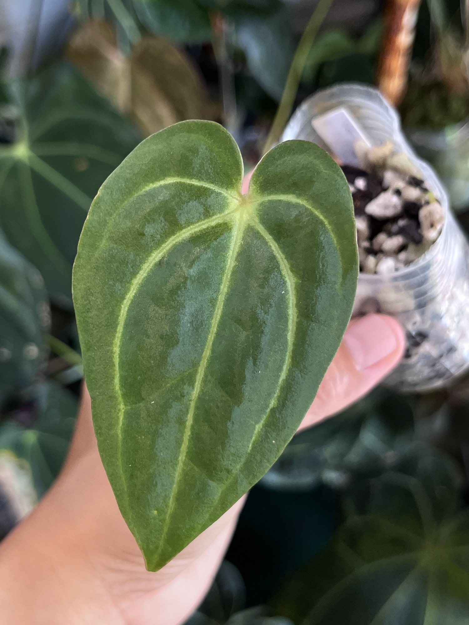 Anthurium Carlablackiae division ($130) from @Tanasianwithplants