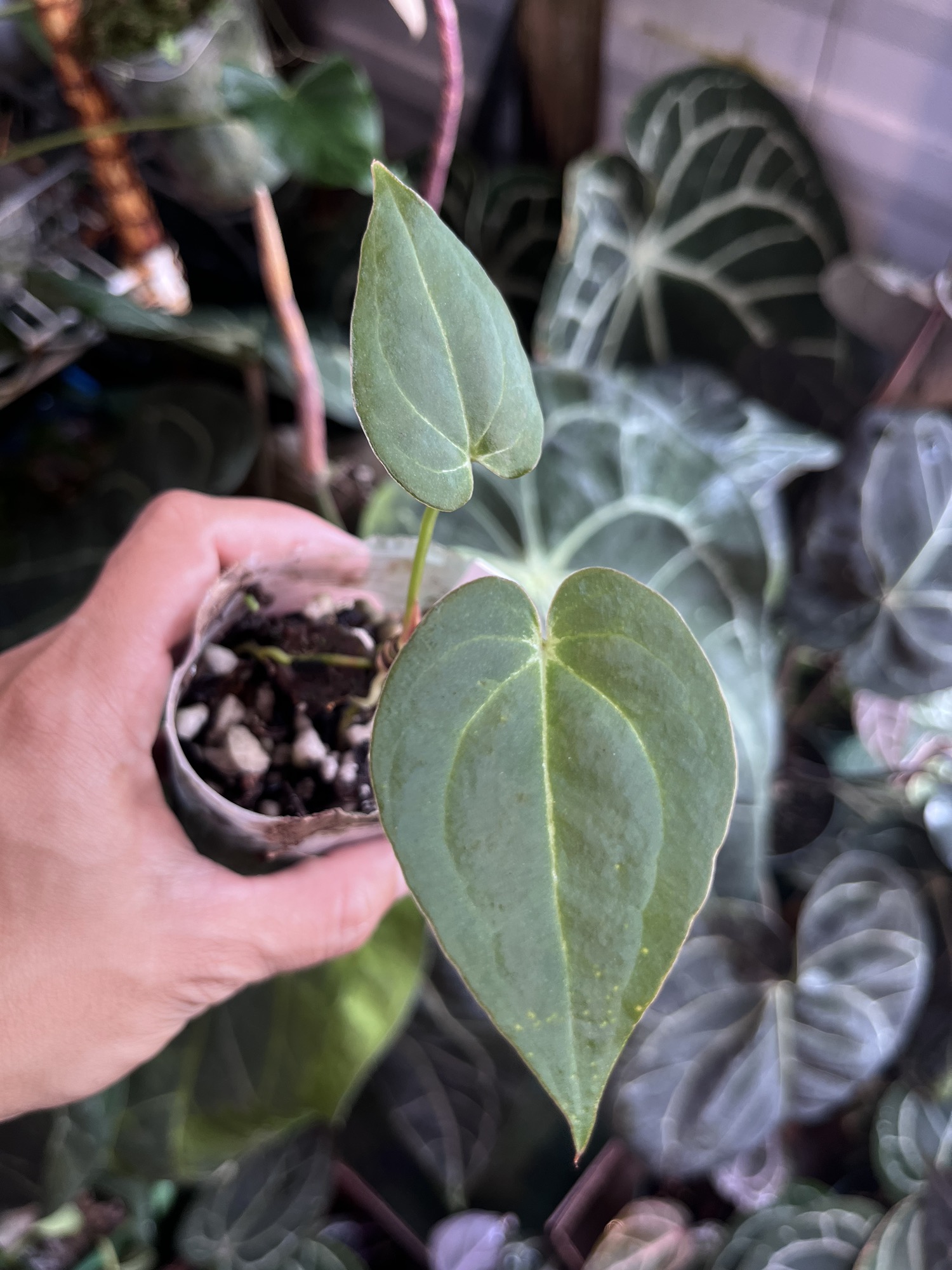 Anthurium Black Widow x Michelle division ($375) from