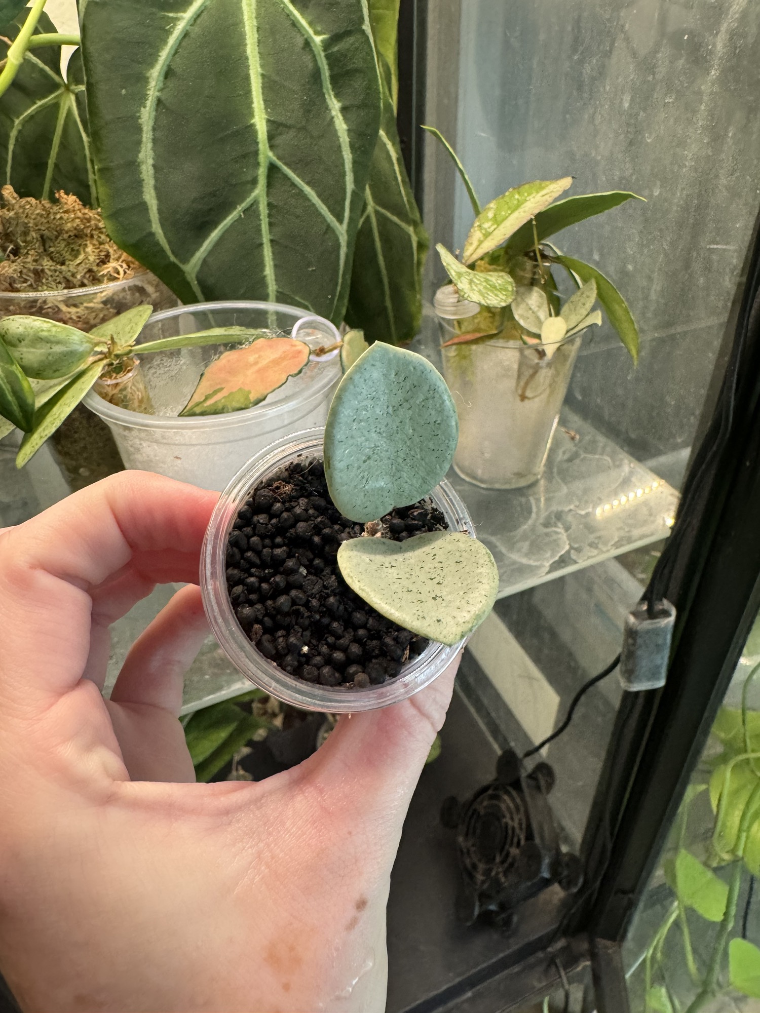 Hoya Grey Fairy ($299.99) from @RootedbyHae