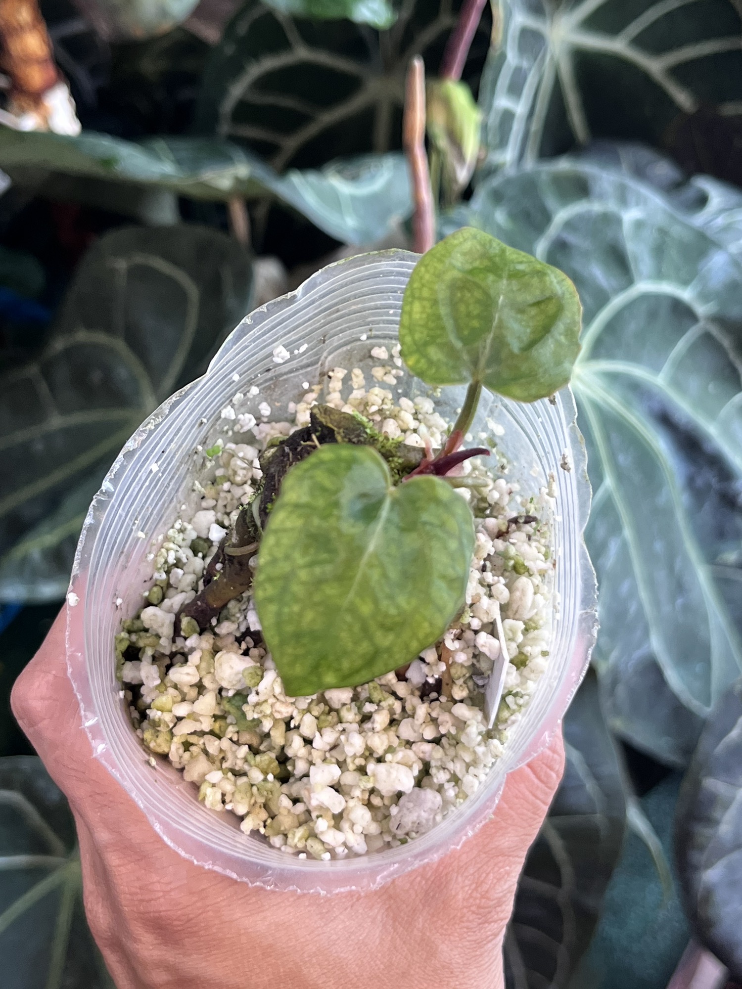 Anthurium Black Widow x Michelle division ($300) from