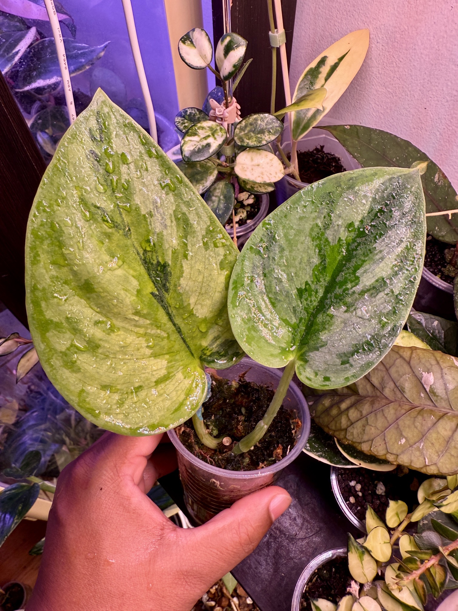 Scindapsus Garawa ($99) from @ThePlantCouple