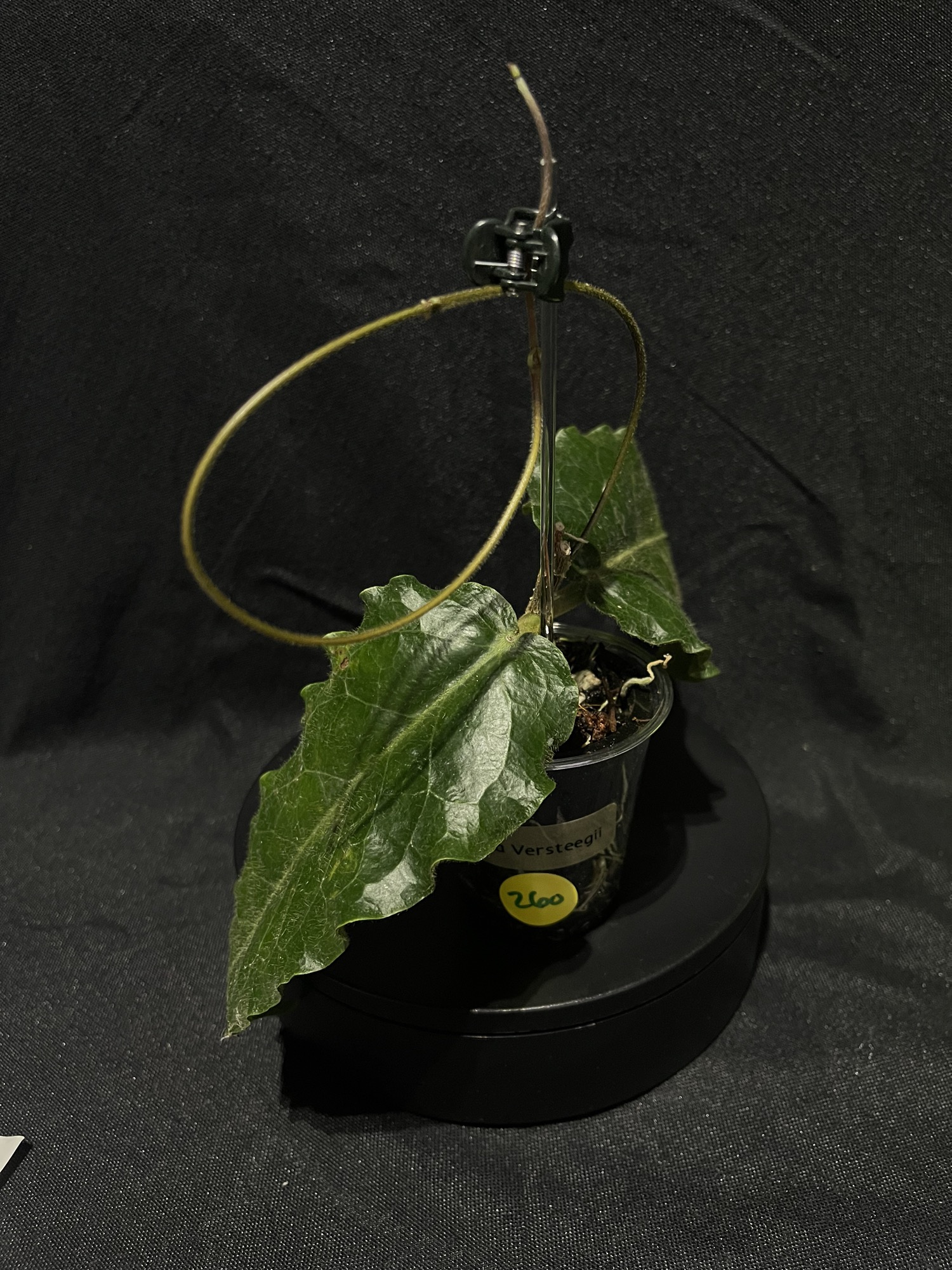 Hoya Versteegii #260 ($45) from @LeafItToJulian