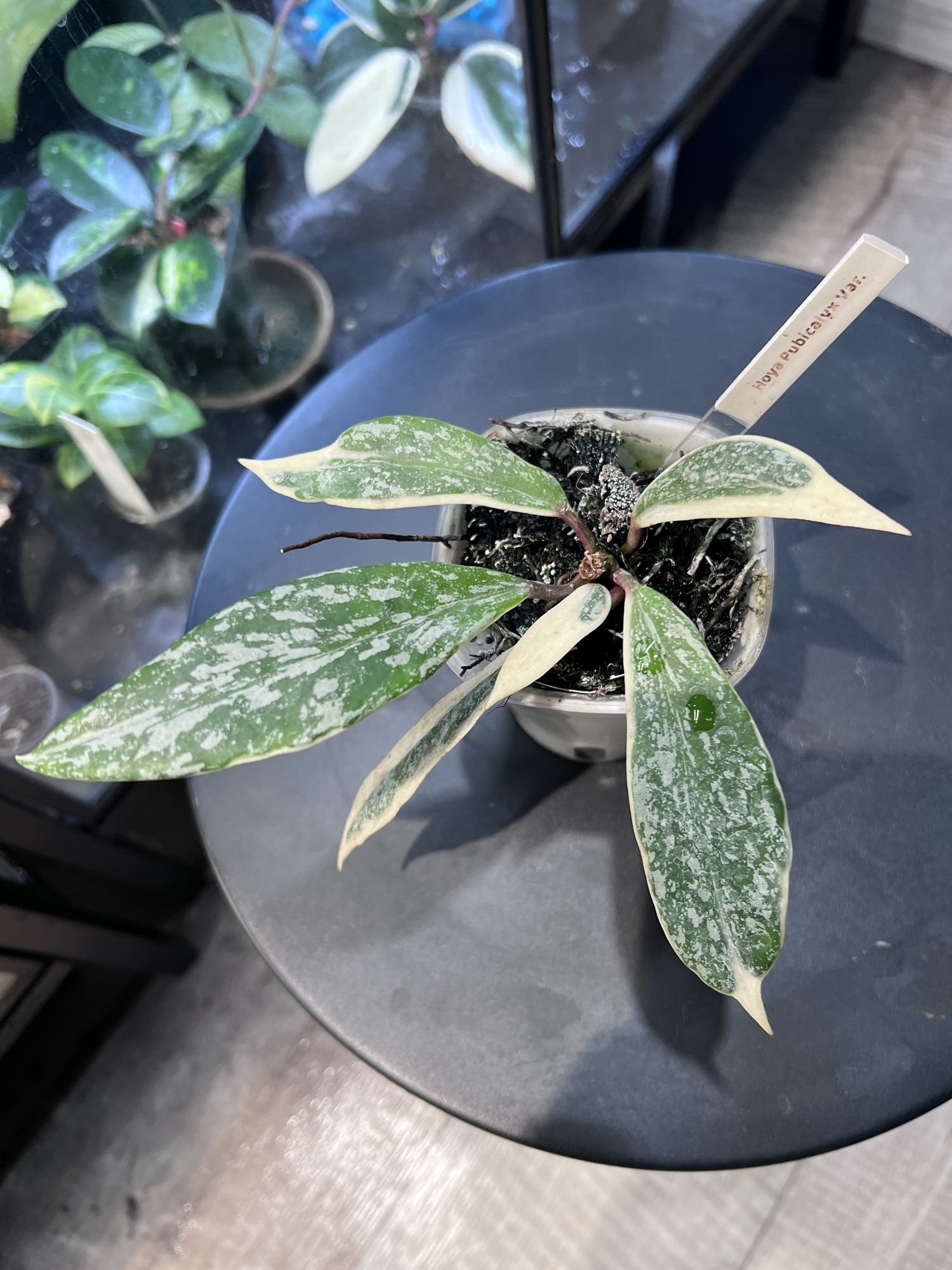 Hoya Pubicalyx Albo Splash ($124.99) from @ElysiumBotanicals