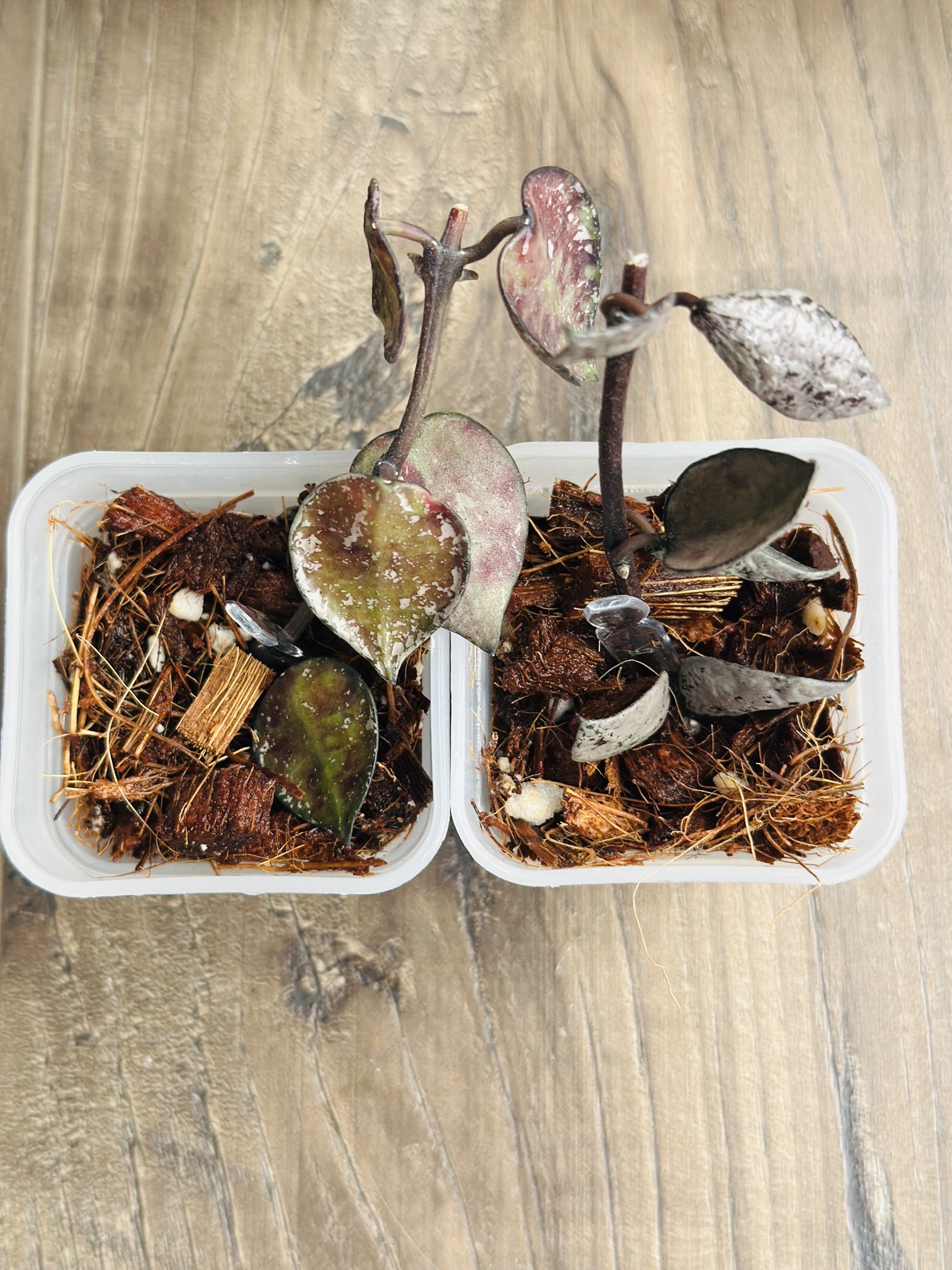Hoya Lacunosa Bundle Violet& Black Aurora (3) ($48) from