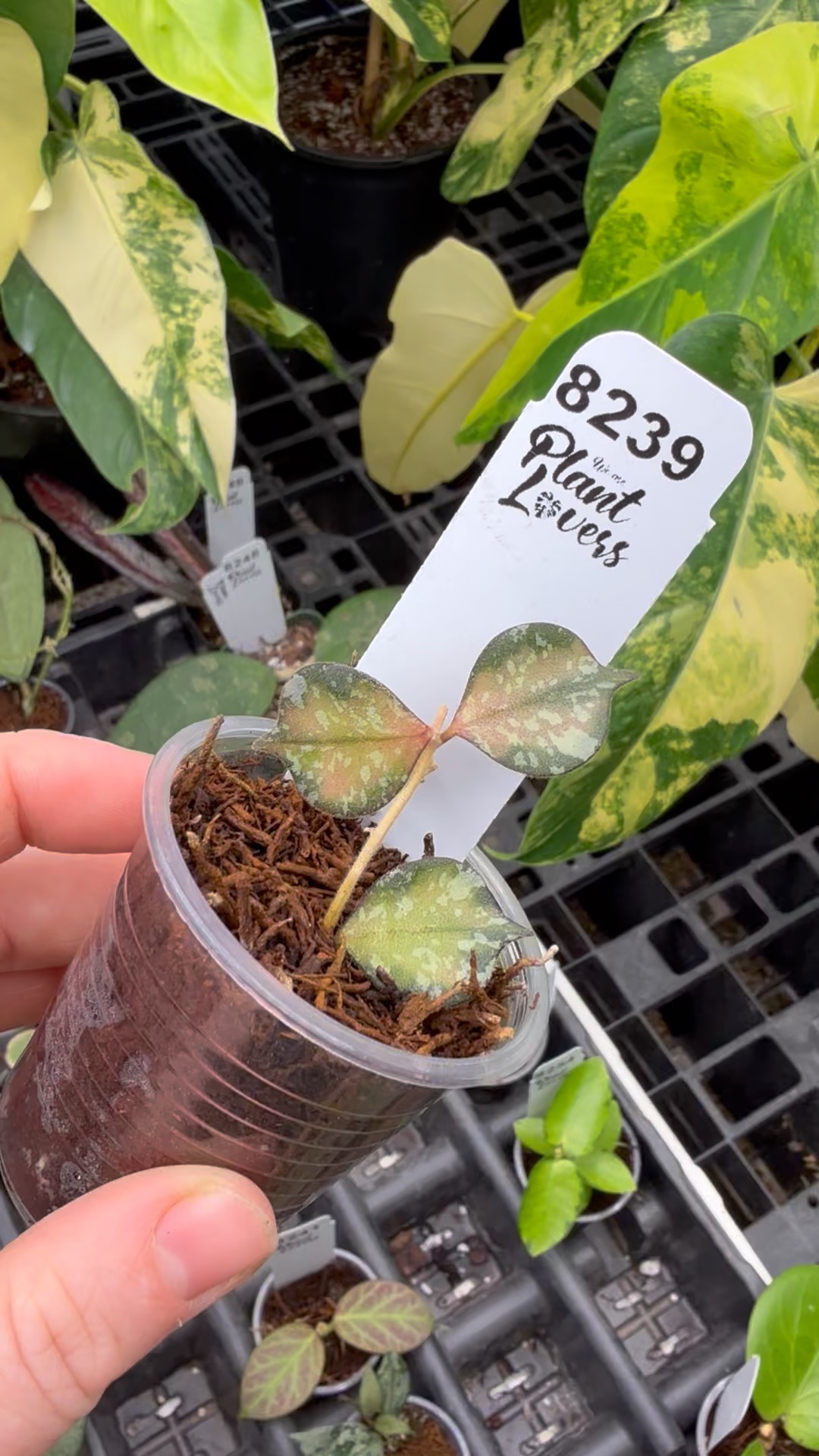 PL8239: Hoya Curtisii inner variegated ($39) from @WeArePlantLovers