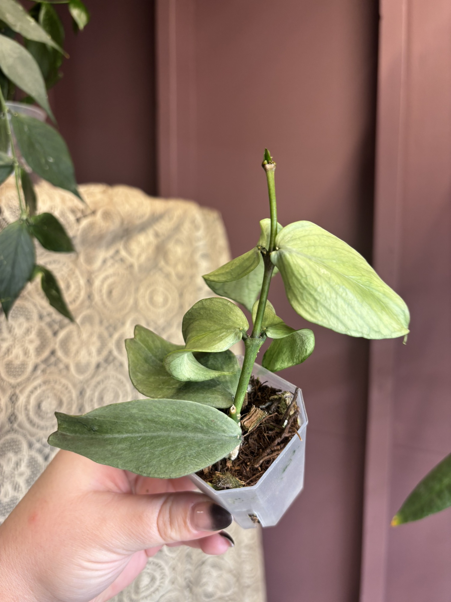 Hoya Polyneura Ice Queen ($245) from @DietzPlants