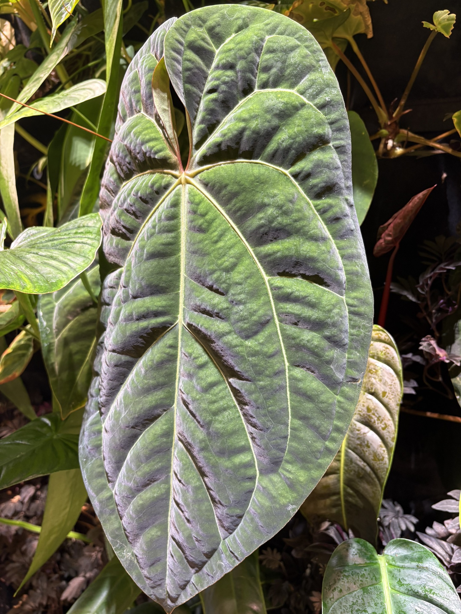 anthurium wonderboy x michelle ($40) from @plantKEmistry