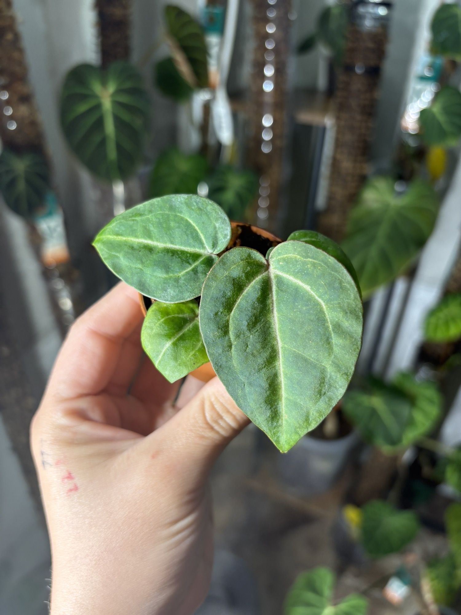 wonderboy x michelle ($30) from @plantKEmistry