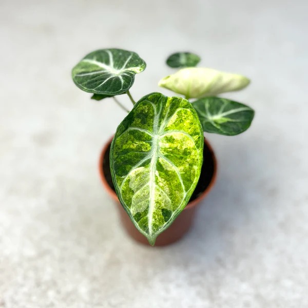 バイオテック アガイアプラス 1 PLANT alocasia ninja tricolor ($15) from @plantKEmistry