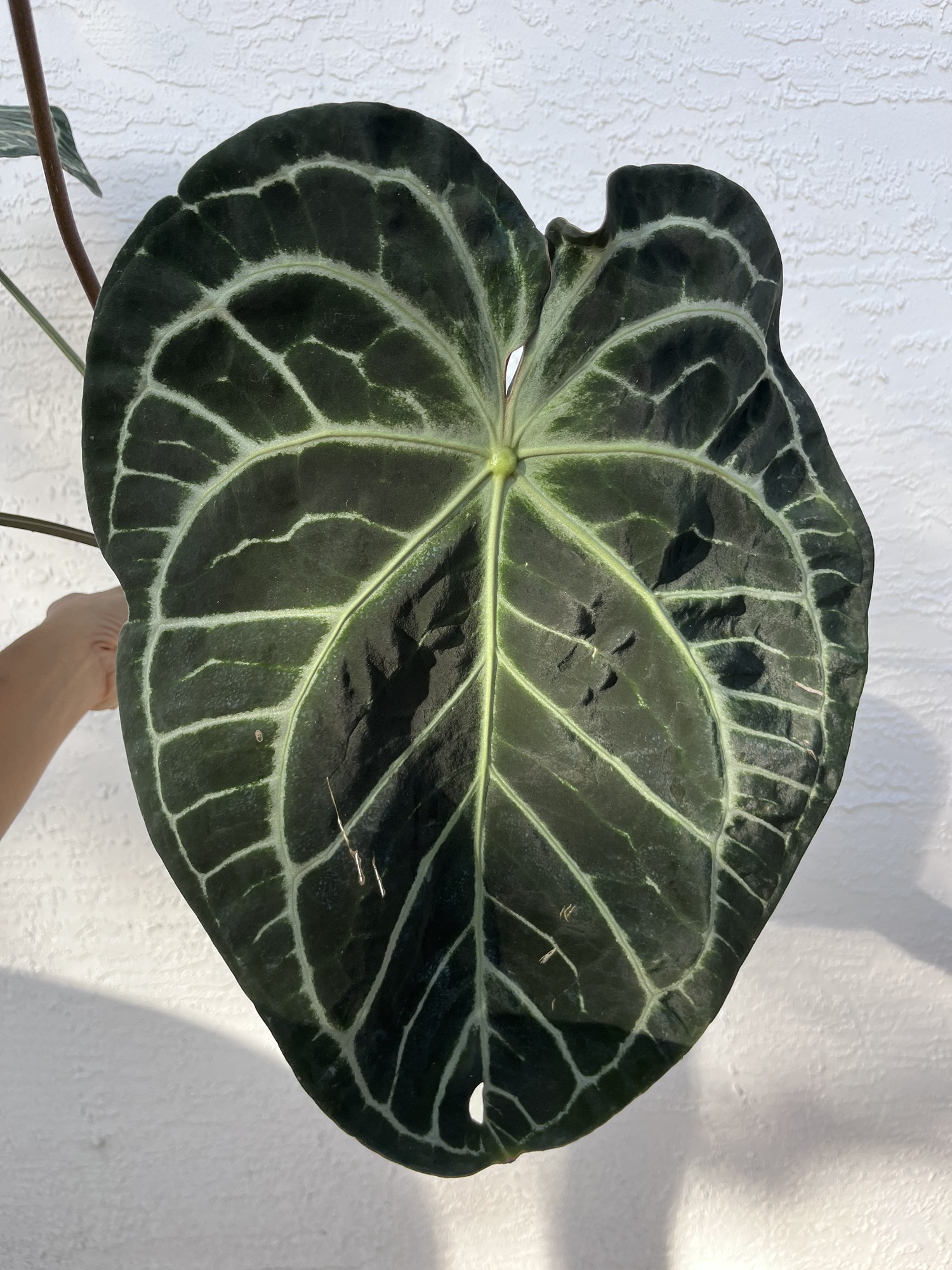 Anthurium SKG Grey x (Black Widow x Michelle) ($175) from