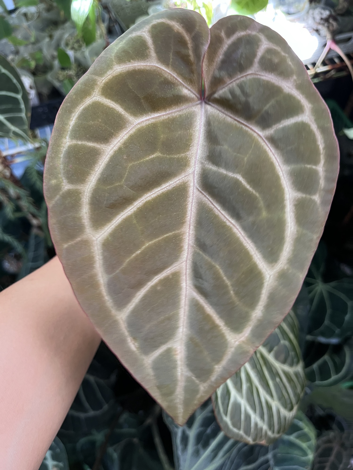 Anthurium Michelle x Michelle division ($55) from @Tanasianwithplants