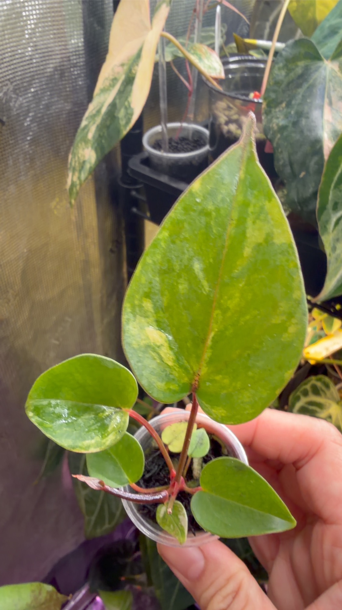 anthurium andraeanum (variegated) ($130) from @Sadie.corgi