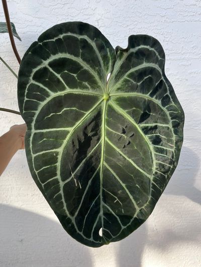 Anthurium SKG Grey x (Black Widow x Michelle) ($175) from