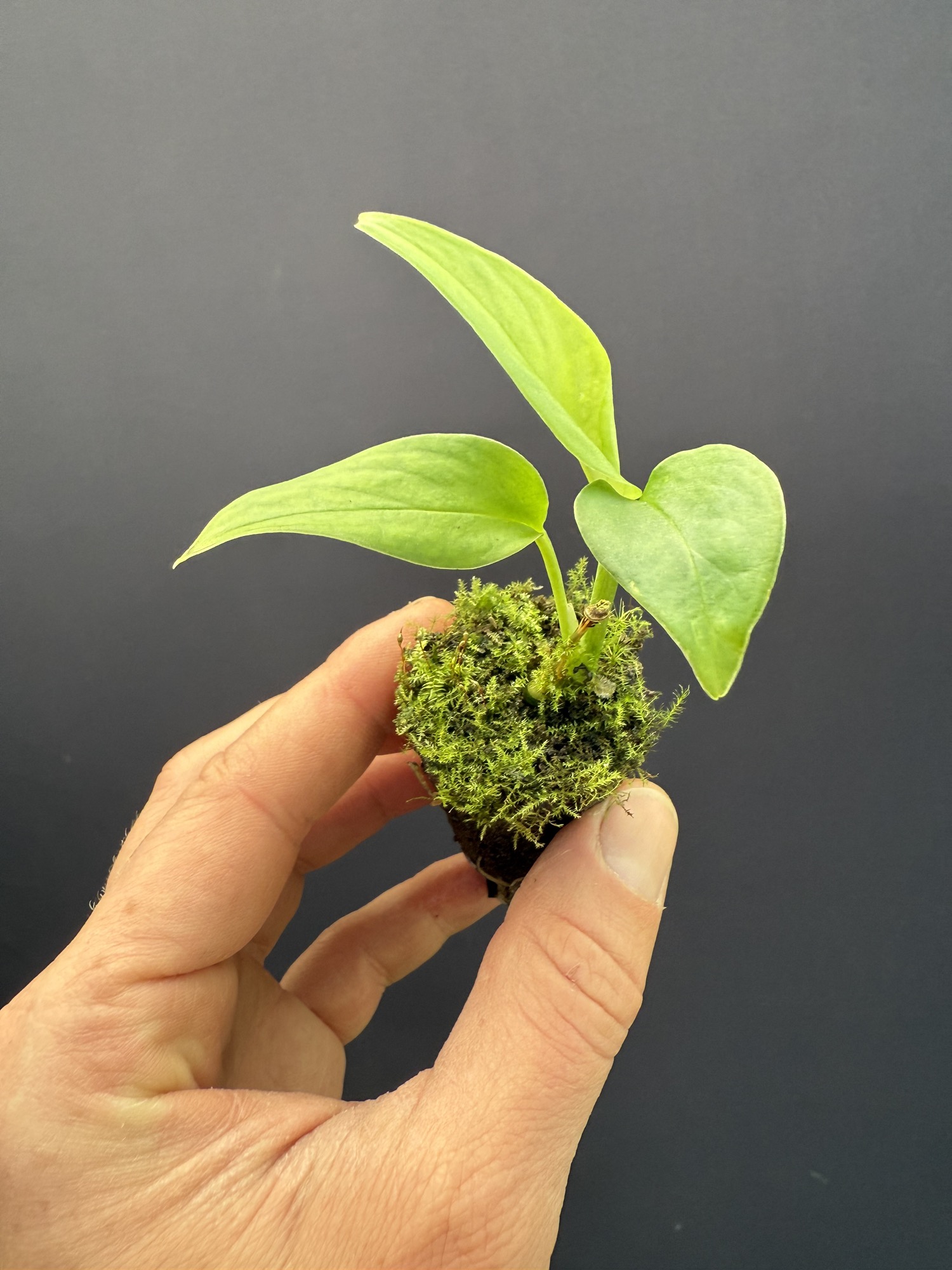 scenza plants Sansevieria 'Zeylanica' Snake Plant  Lakewood Plant Company