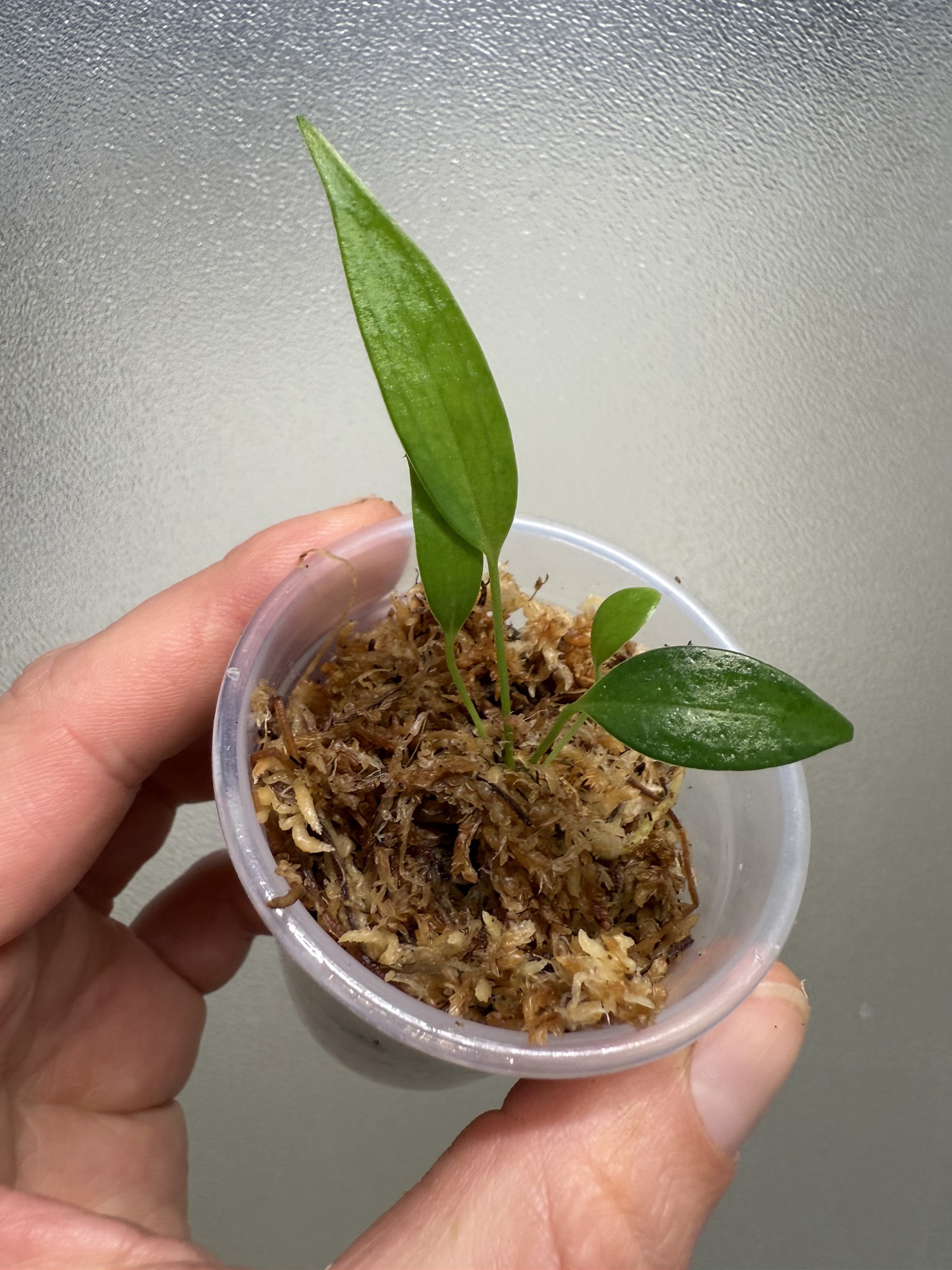 rose plant from seeds Make Your Own