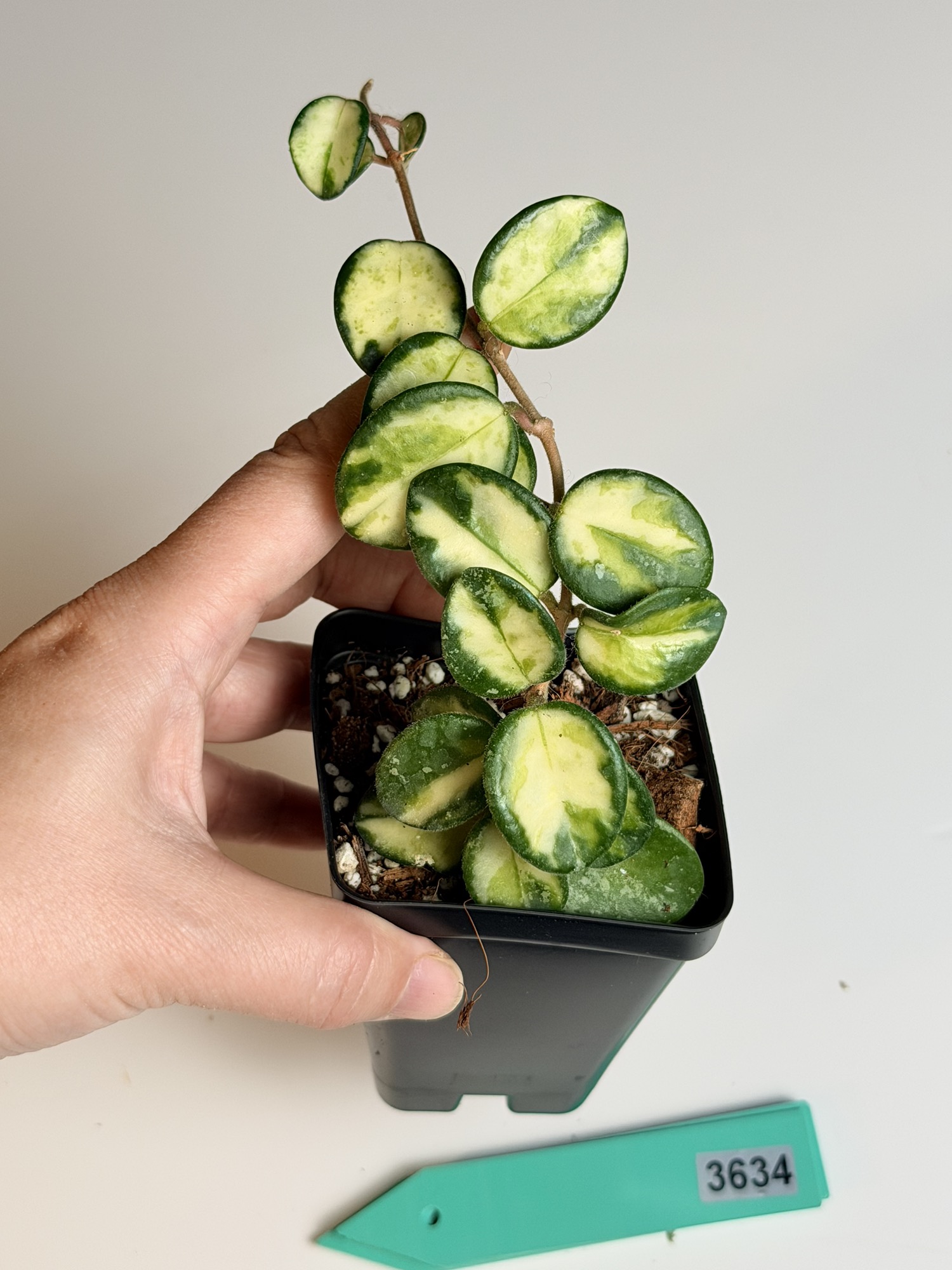 Hoya Mathilde Splash, Inner Variegated ($69) from @GreenCornerPlants