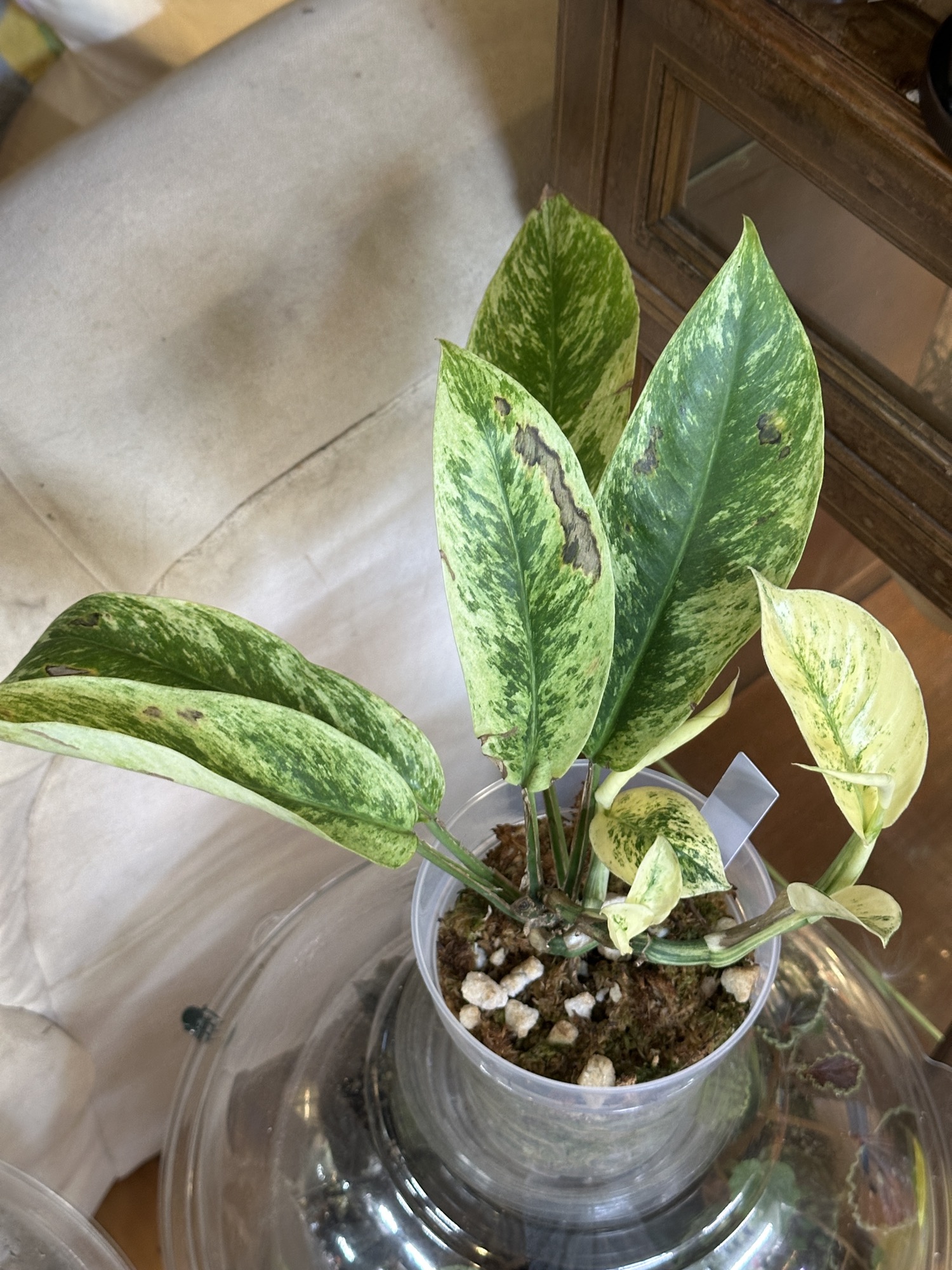 Monstera acacoyaguensis ($150) from @Plantpacity