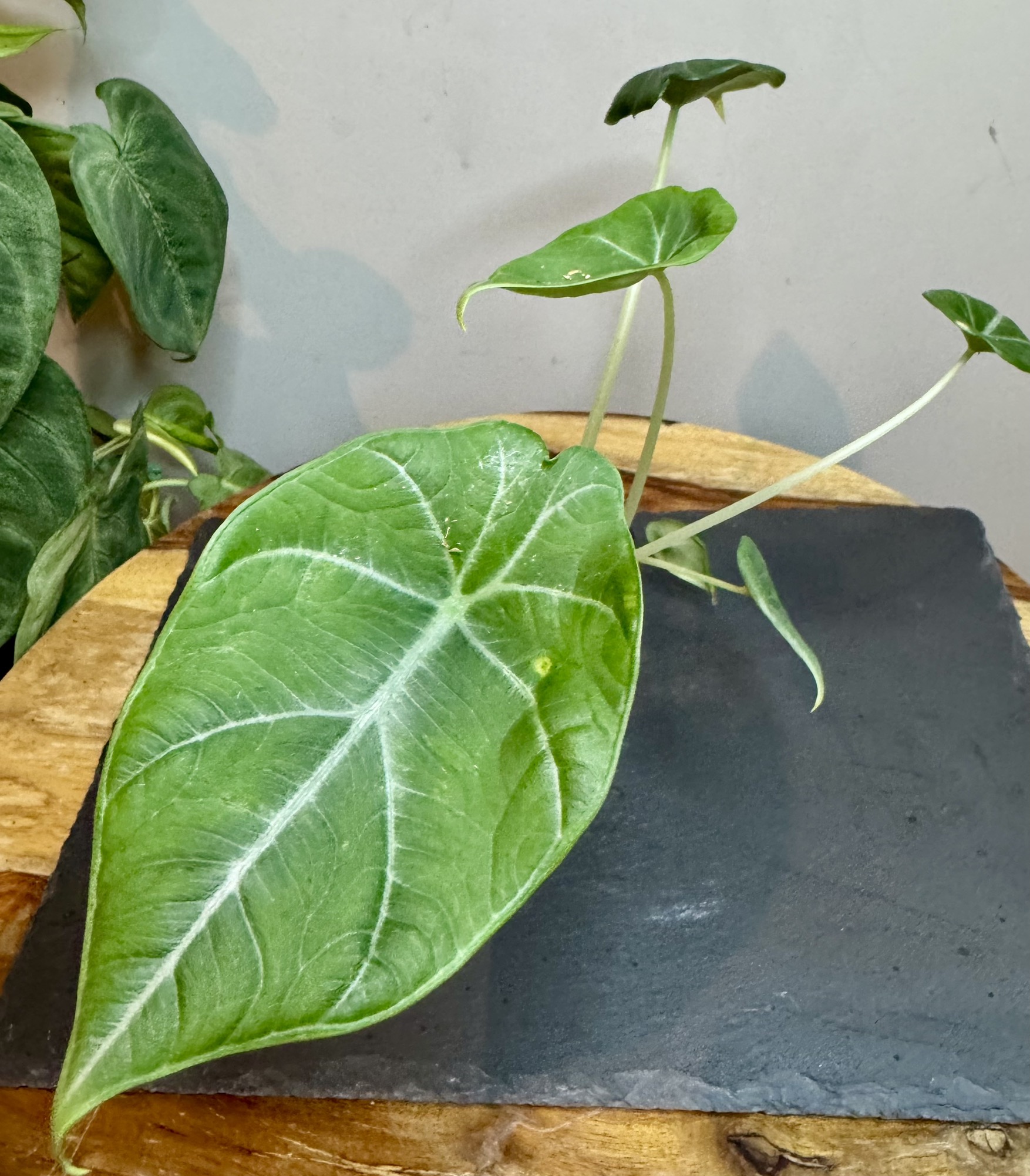 Maharani albo マハラニアルボ アロカシア・マハラニ・アルボ 🥰 : r/RareHouseplants