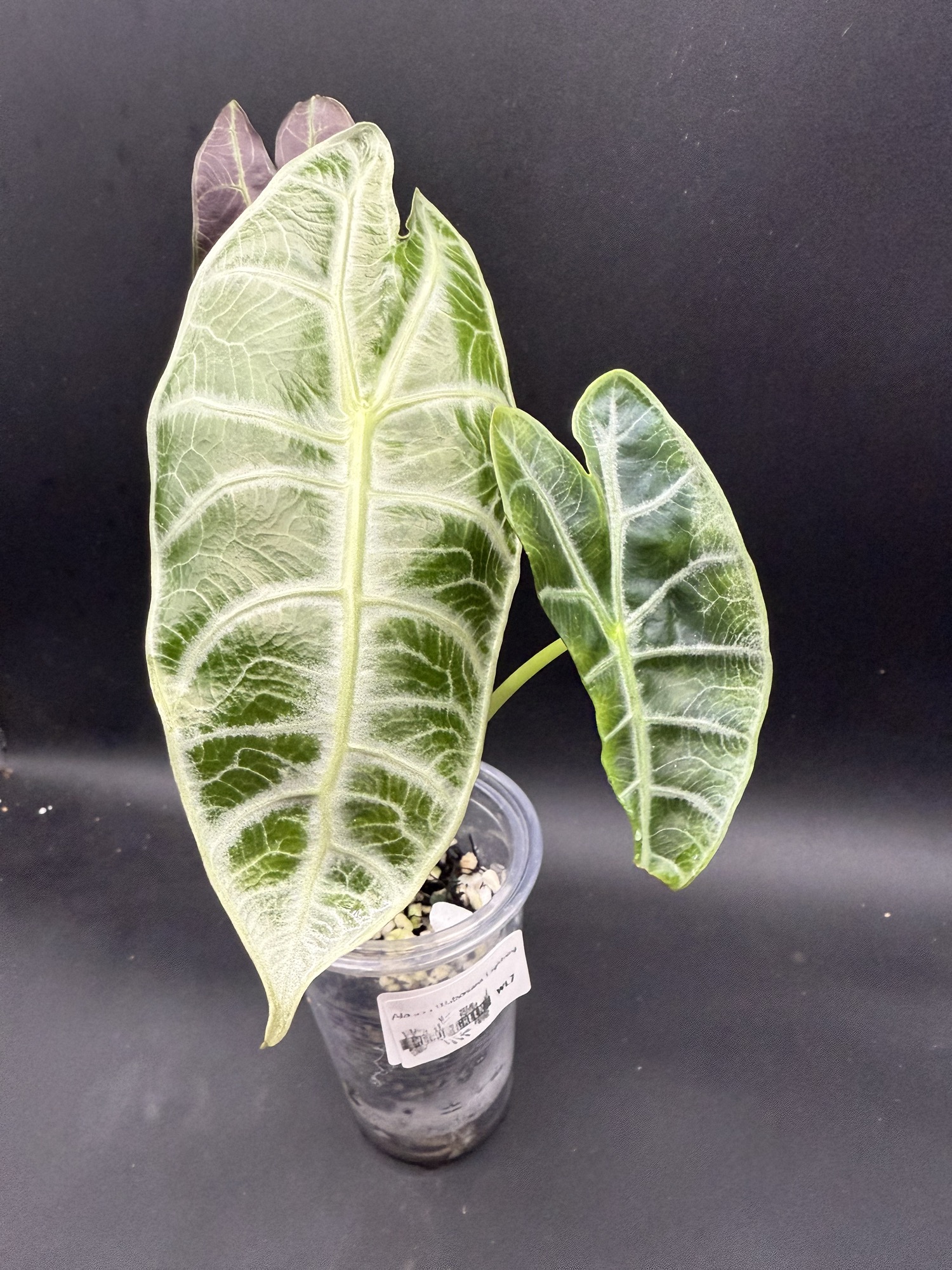 Alocasia Watsoniana Lightning ($110) from @WeirdlyGreenLLC