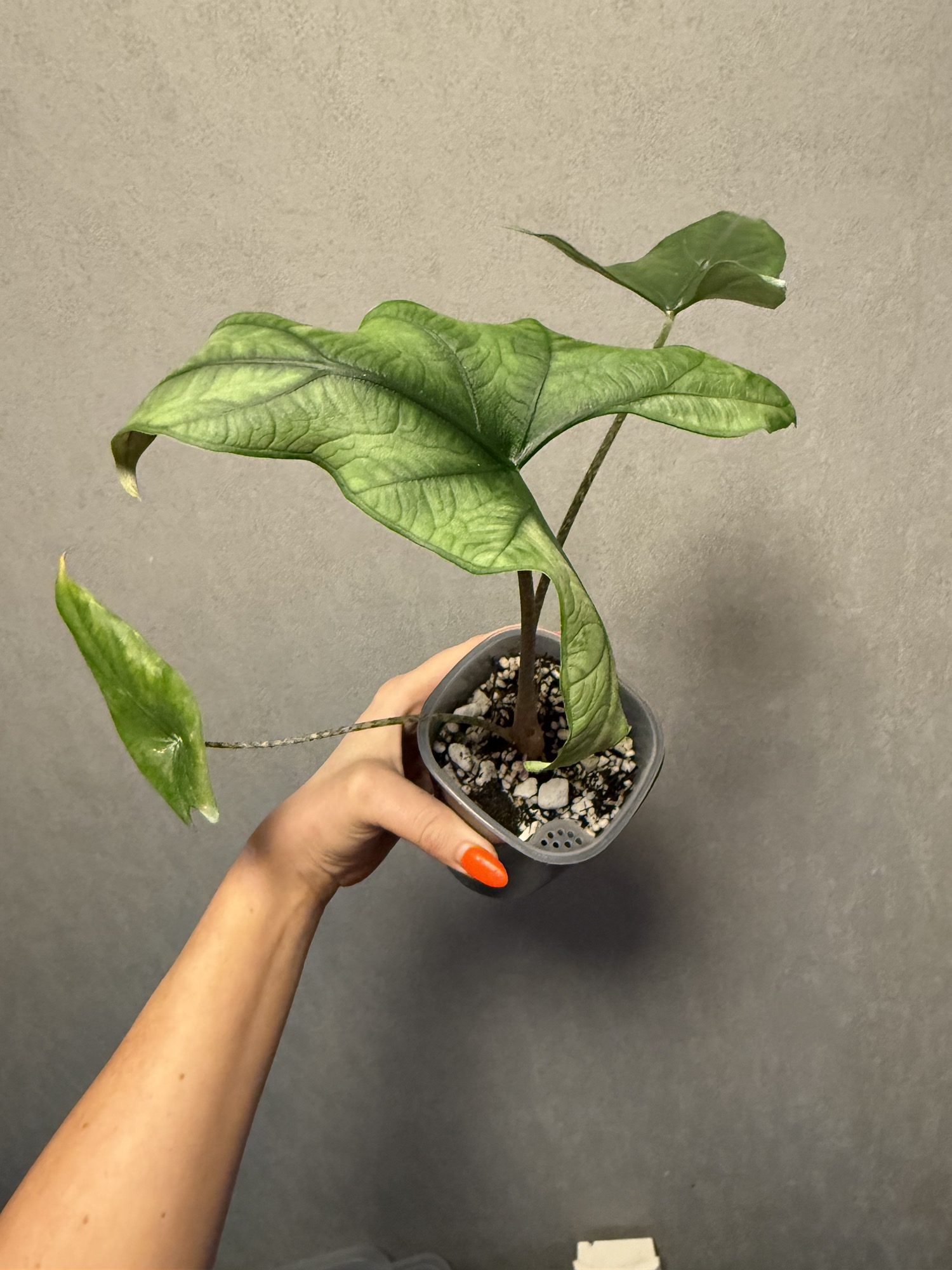 Alocasia sp Berau ($299) from @WeirdlyGreenLLC