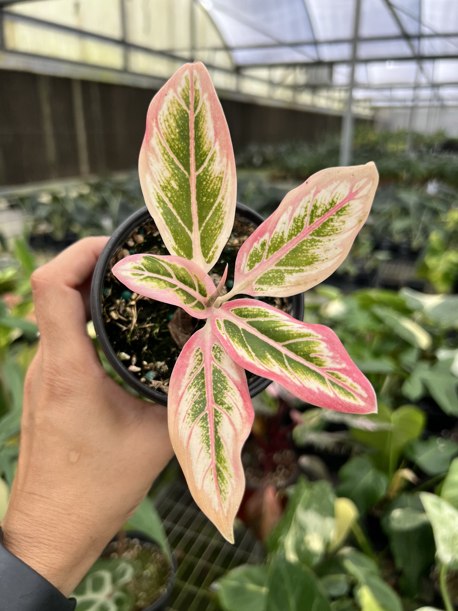 その他観葉植物 Aglaonema Lotus Delight 4” Aglaonema Lotus Delight - Exact Plant🌱 ($45) from @Jenisprouts