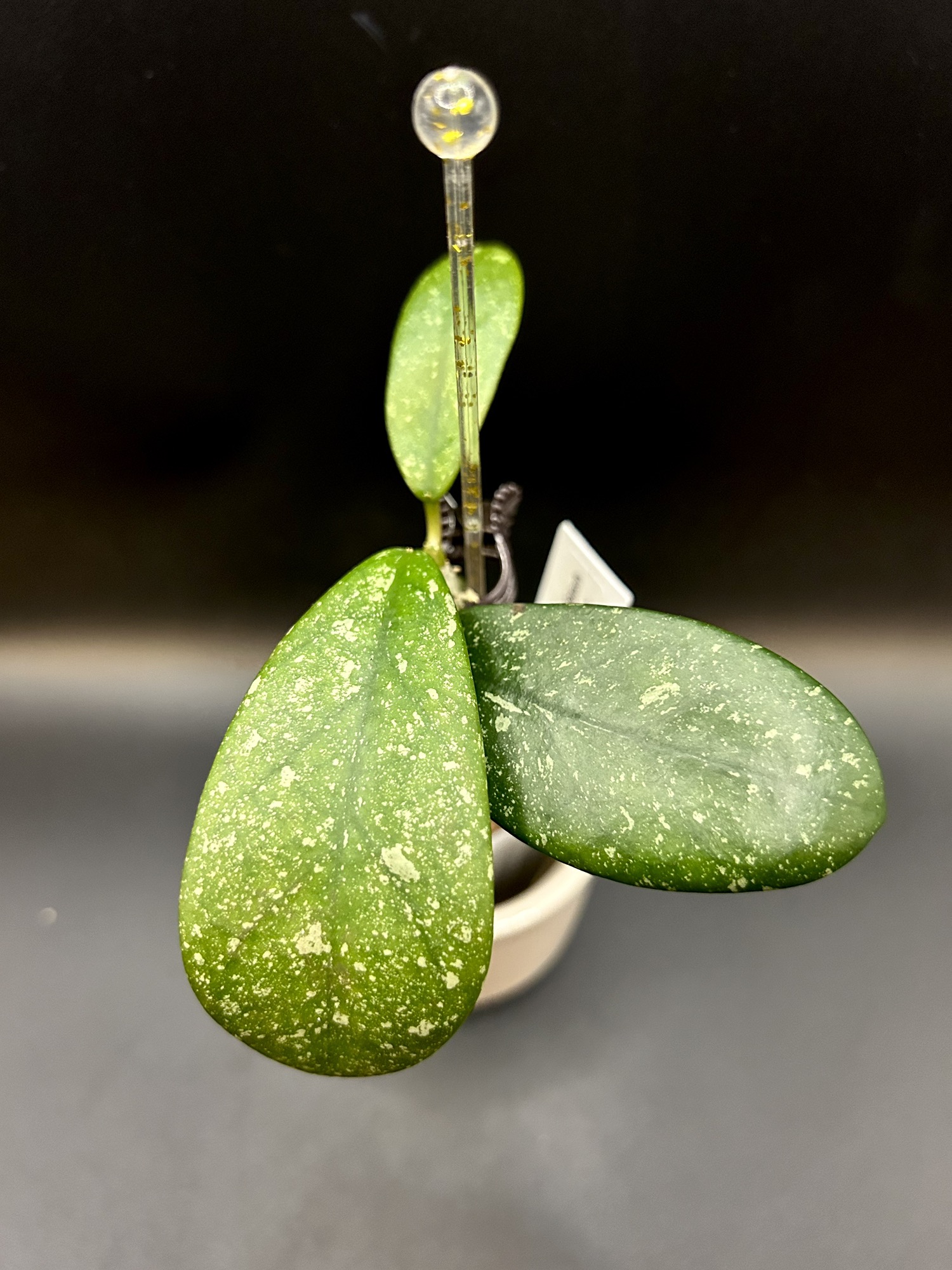 専用ですm(__)m ３点　　HOYA Hoya MA-19 splash #466 ($45) from @HelloBeautifulThing