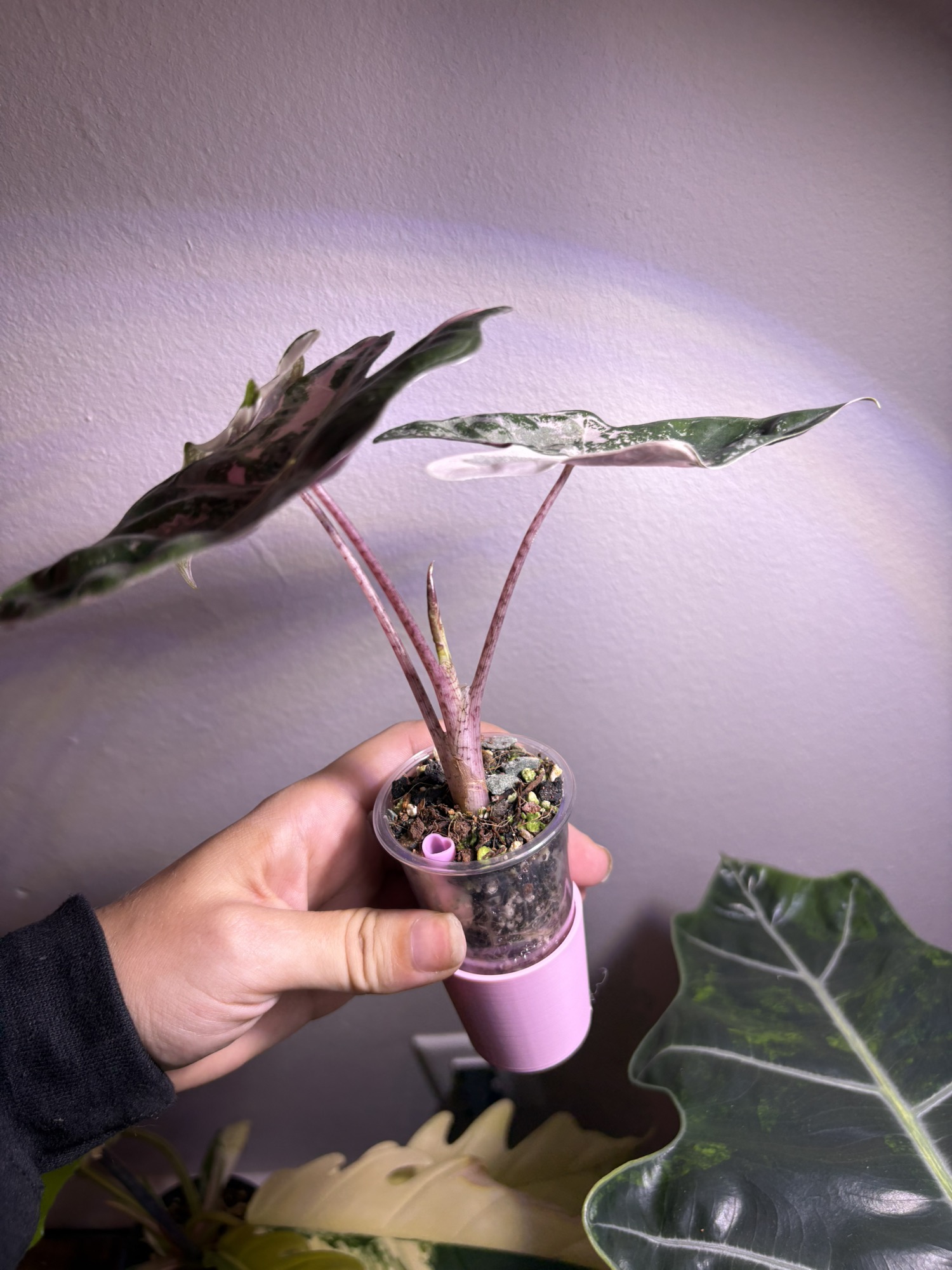 ✨Alocasia Pseudo Sanderiana Albo/Pink✨ ($475) from