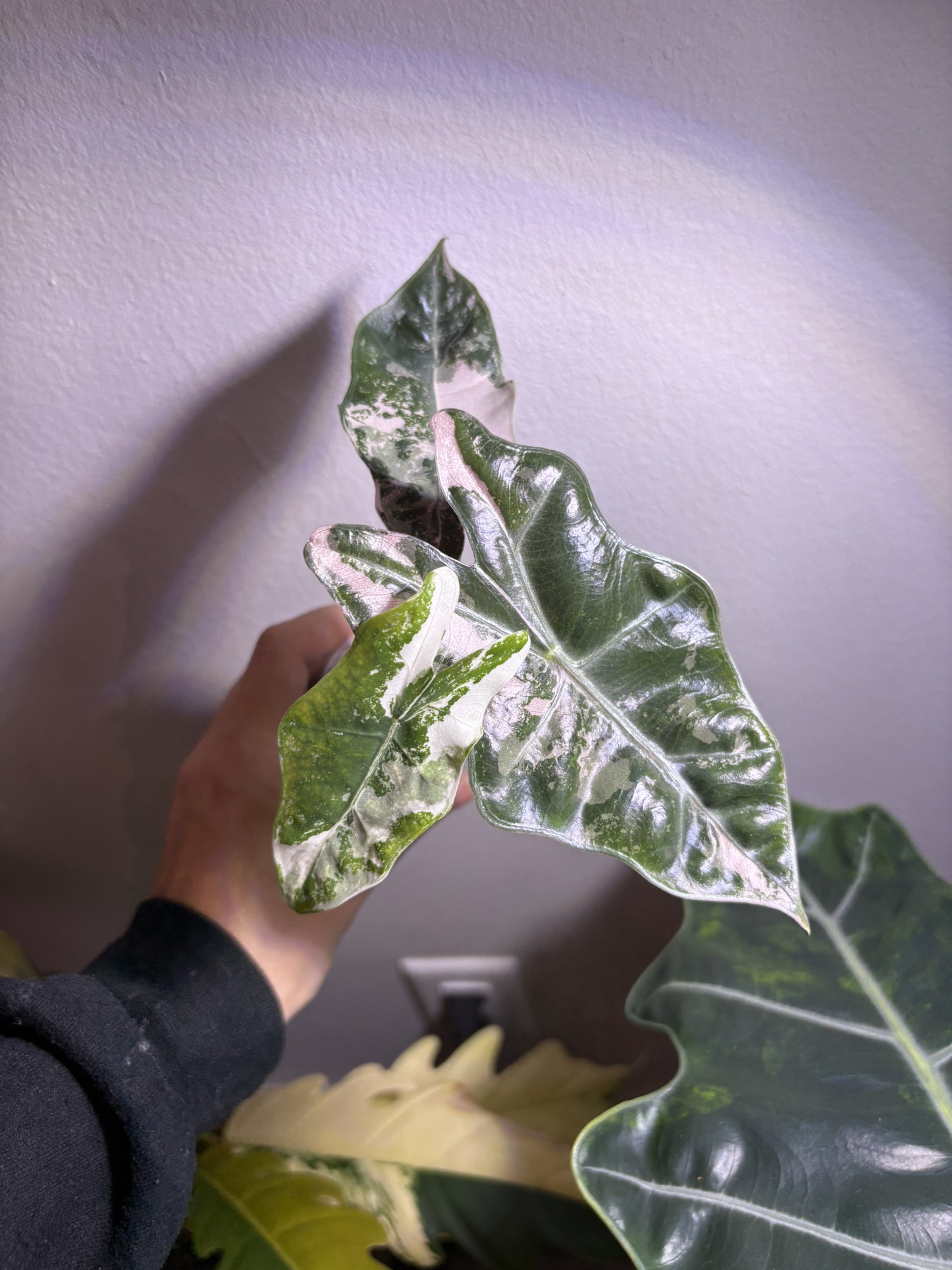 ✨Alocasia Pseudo Sanderiana Albo/Pink✨ ($475) from