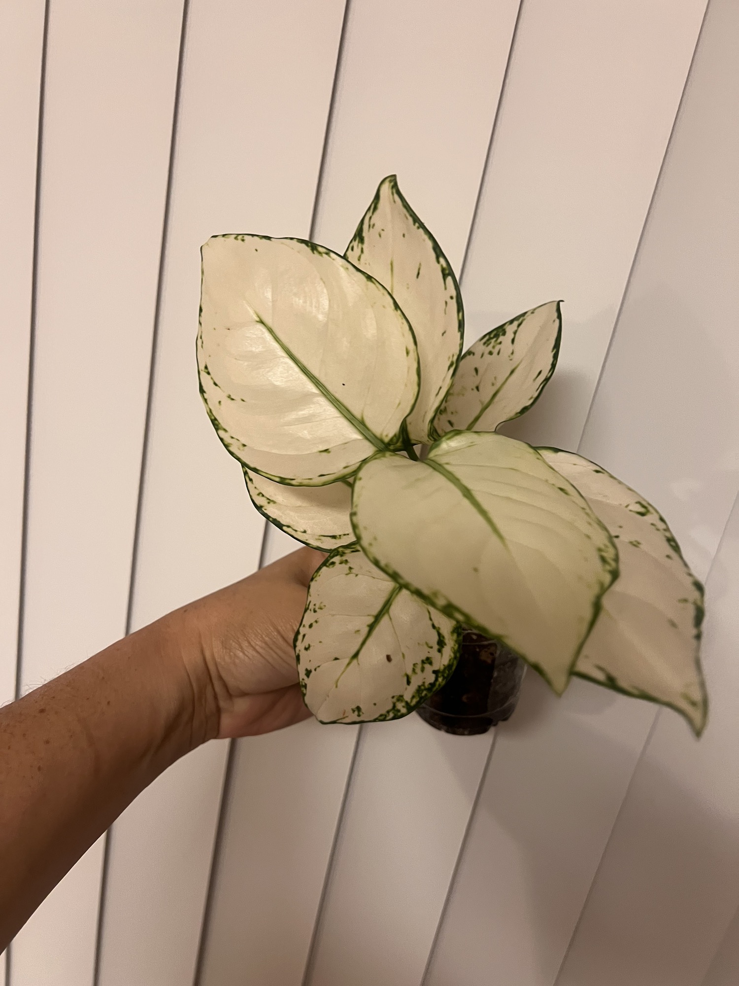 Aglaonema Suvarnabhumi Airport ($45) from @MrsPlantMami
