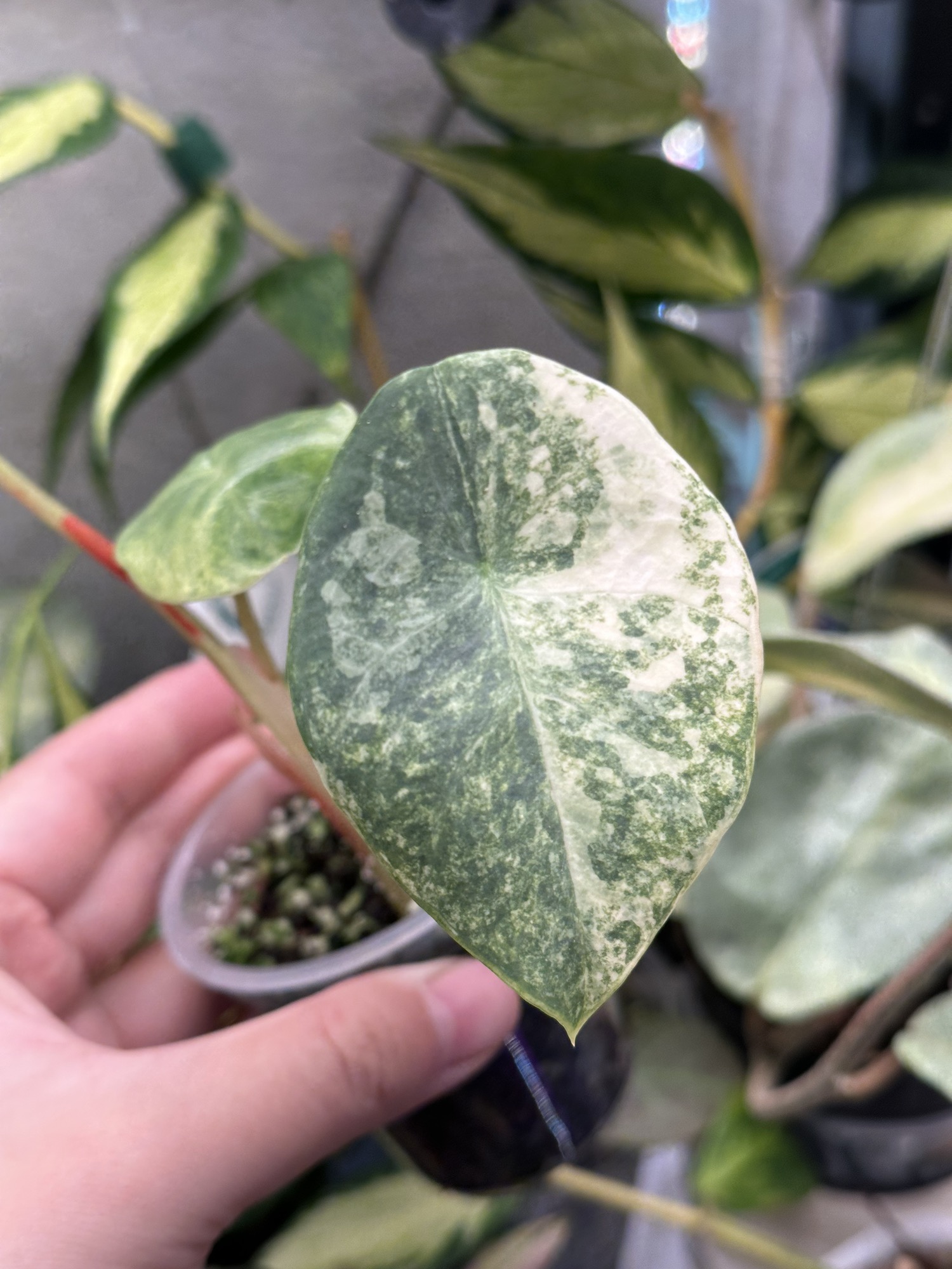 Aurea Perakensis teen size ($1550) from @rareplants.of.f