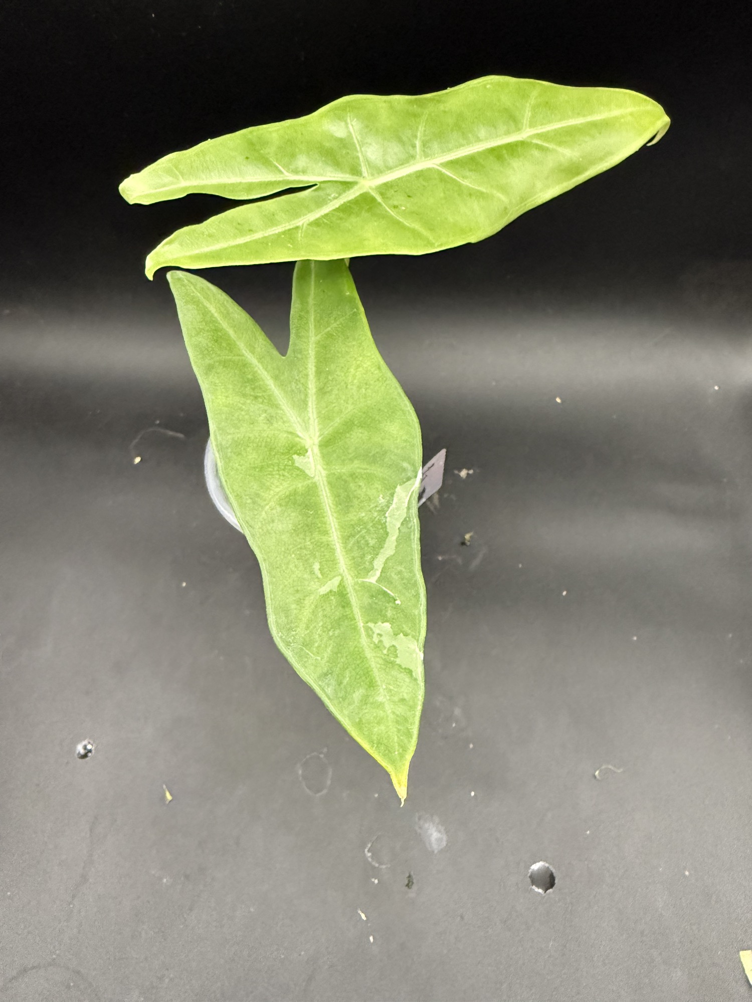 Alocasia Longiloba Albo Mutation ($90) from @WeirdlyGreenLLC