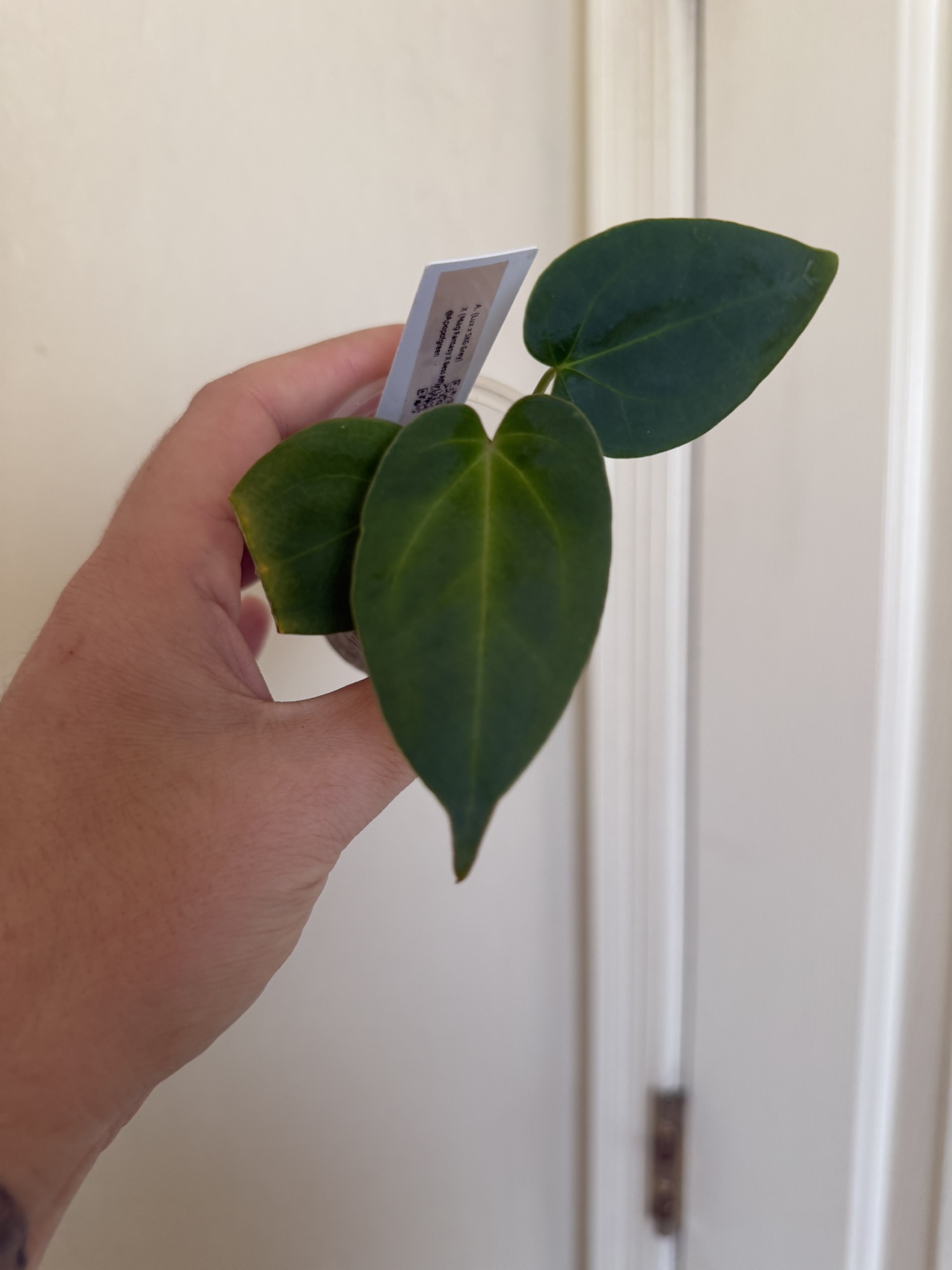 Anthurium (Lux x SKg Grey) x (Mag fantasy x Bess aff) #75 ($22