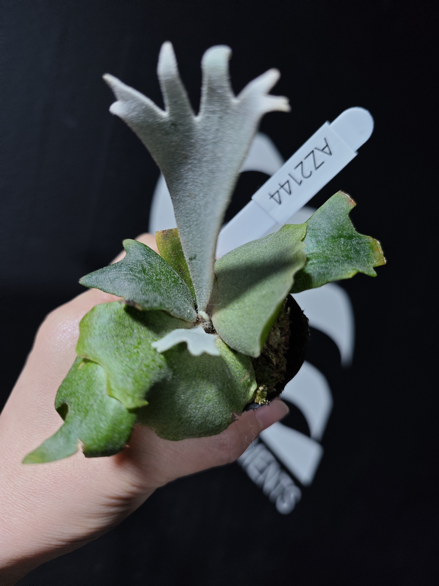 AZ2144 Platycerium Willinckii Dwarf Totoro ($198) from @Thebasements