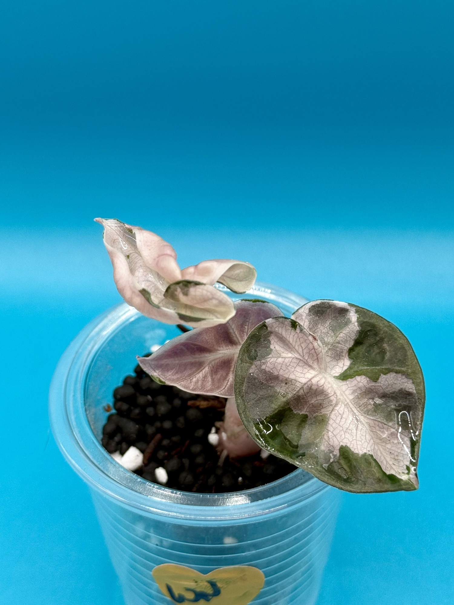 Beautiful Alocasia Pink Balloon Heart ($175) from @CCsJungle