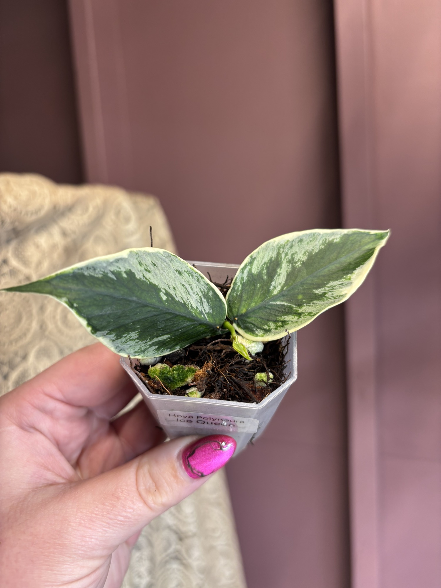 Hoya Polyneura Ice Queen ($245) from @DietzPlants
