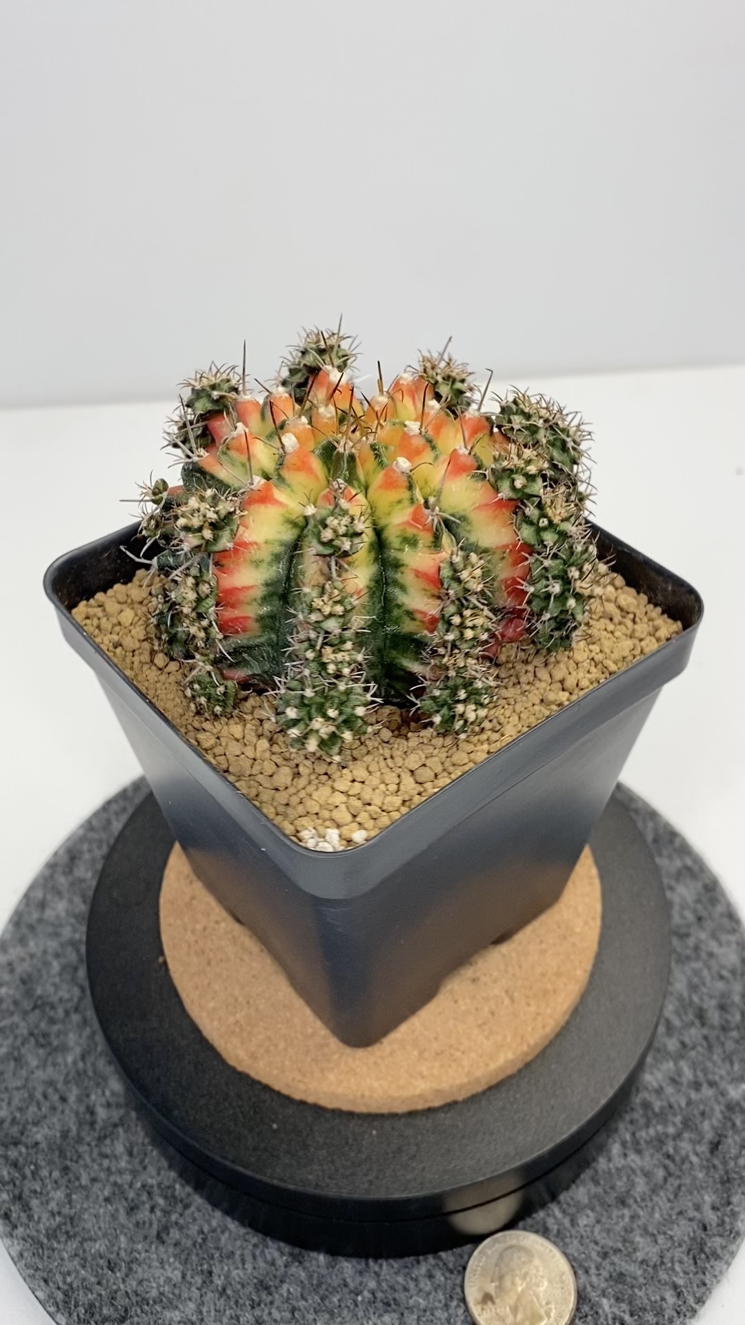 SD_CACTI's shop