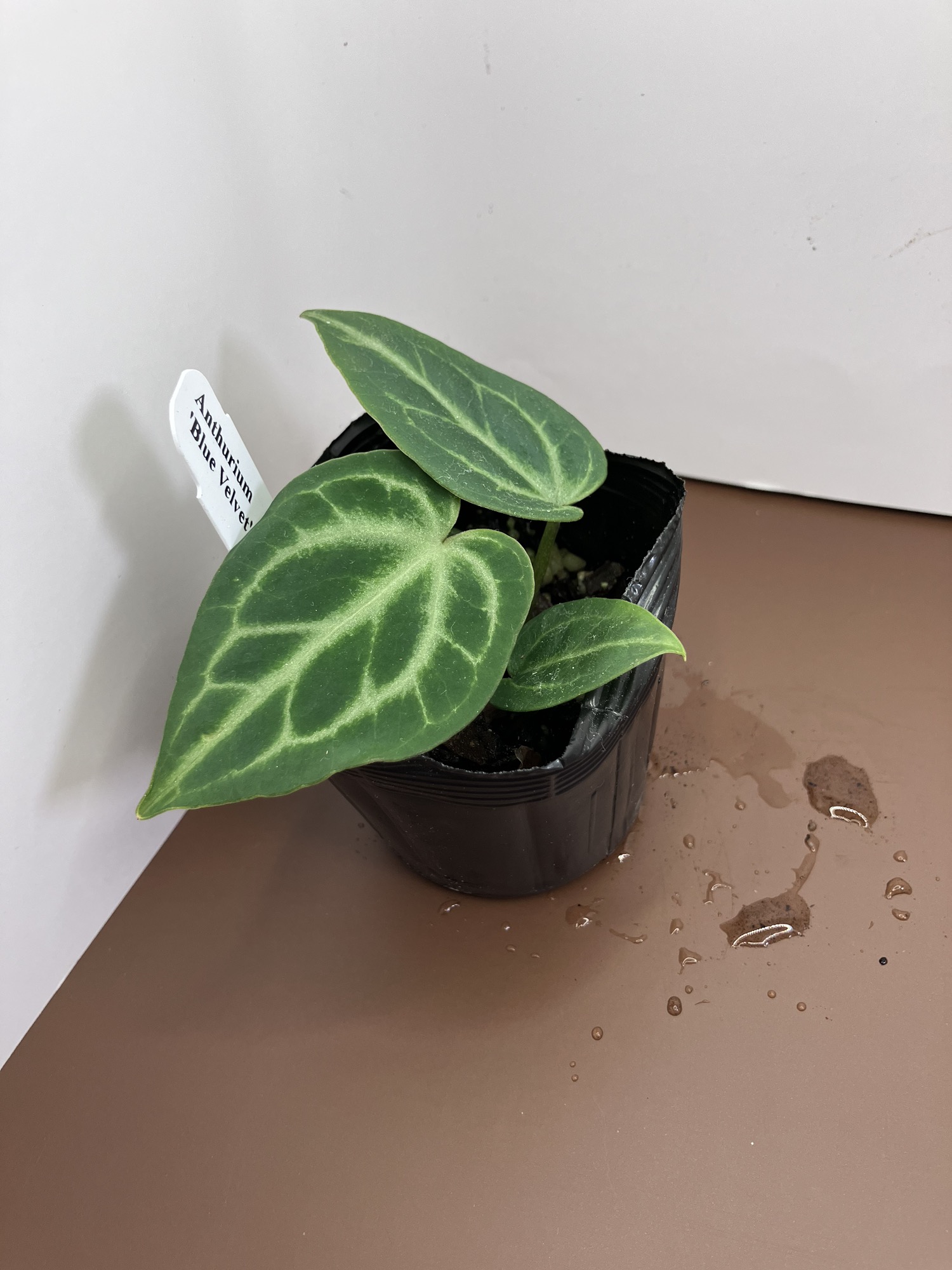 Anthurium Warocqueanum 'Dark and Narrow' ($25) from @LeafLair