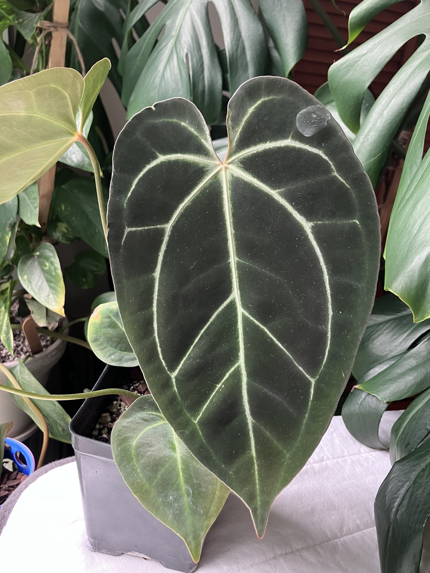 Anthurium Warocqueanum 'Dark and Narrow' ($25) from @LeafLair