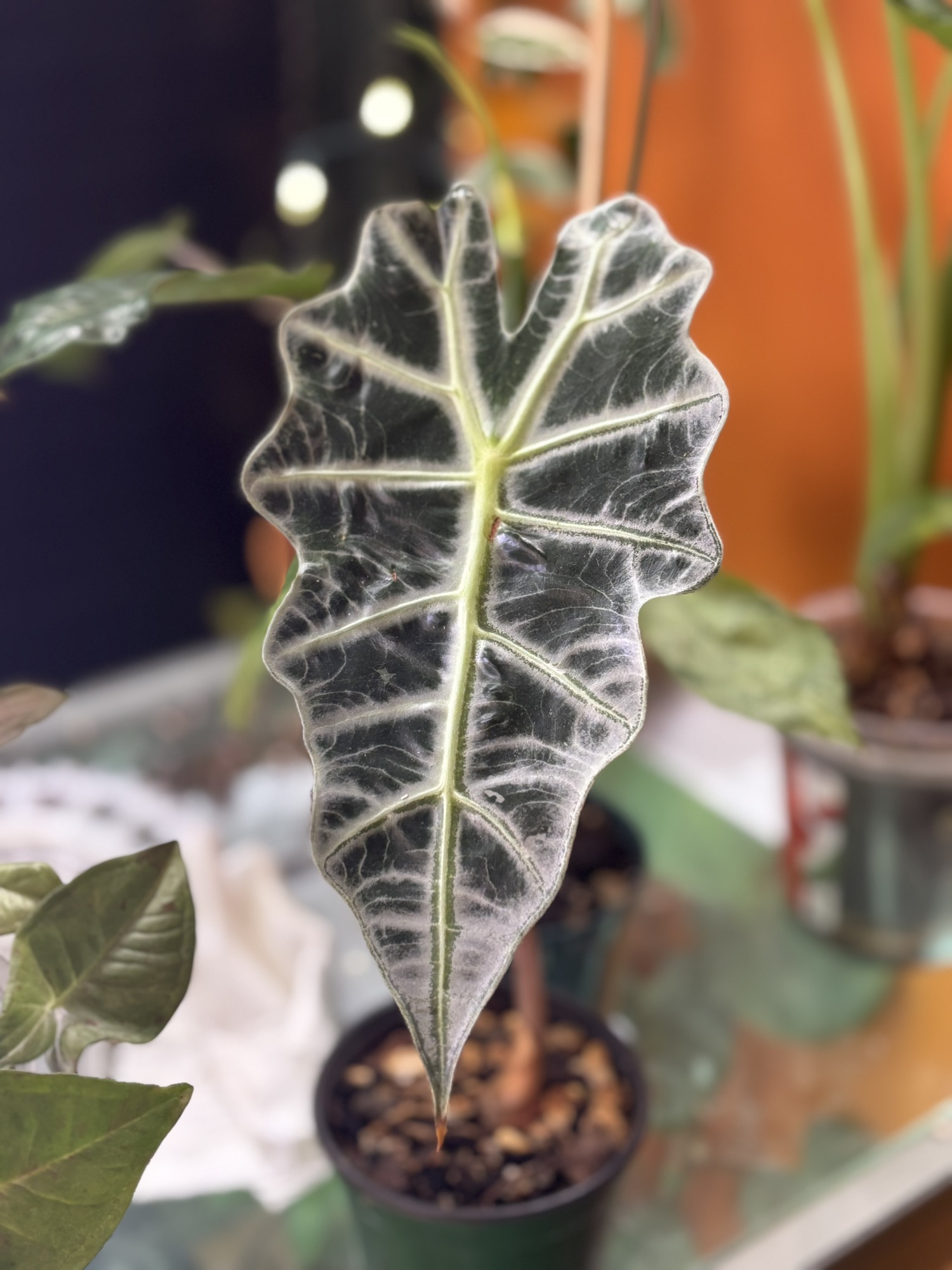 ♥️ローズ♡ Anthurium (KOS x AOS) x (Pink Lemonade x Red Crystal) ($25) from