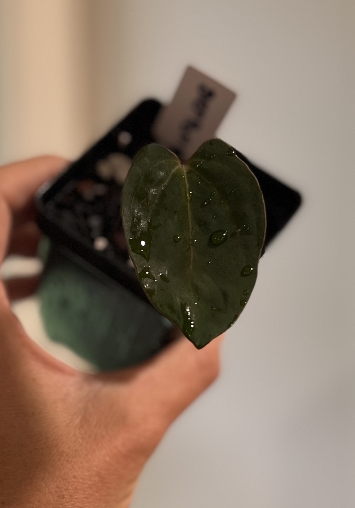 HOLDBACK OFFSET BVEP PORT X CARLA ACE ($165) from @TheVariegatedJungle