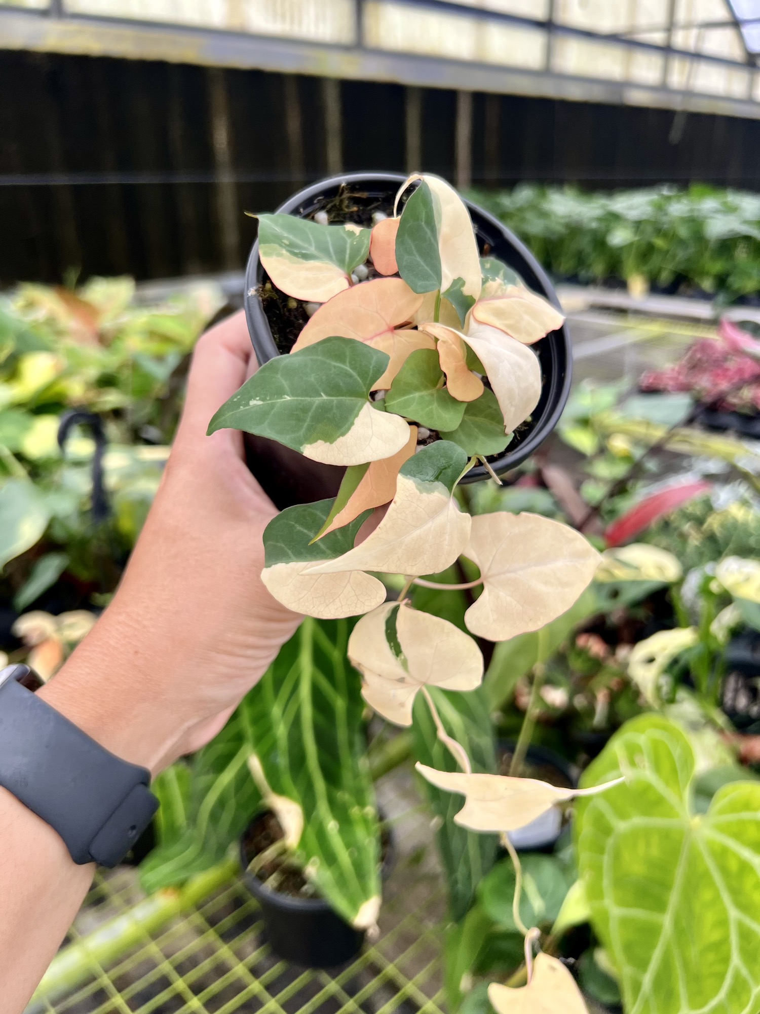 4 Fallopia Multiflora Variegated B - Exact Plant ($90) from @Jenisprouts