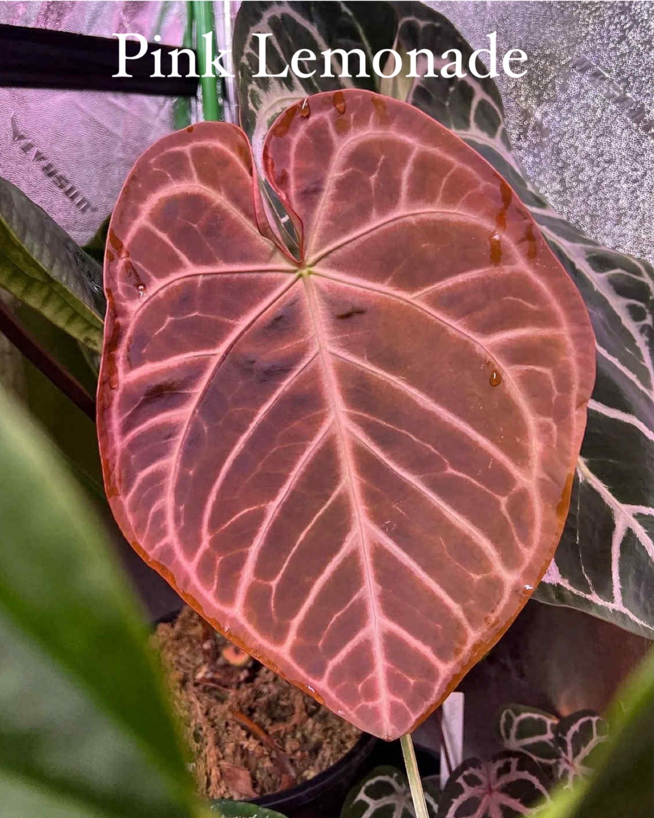 Anthurium Pink lemonade ULTRA✖️レッドクリスタリナム Anthurium Pink lemonade ULTRA✖️レッドクリスタリナム Anthurium