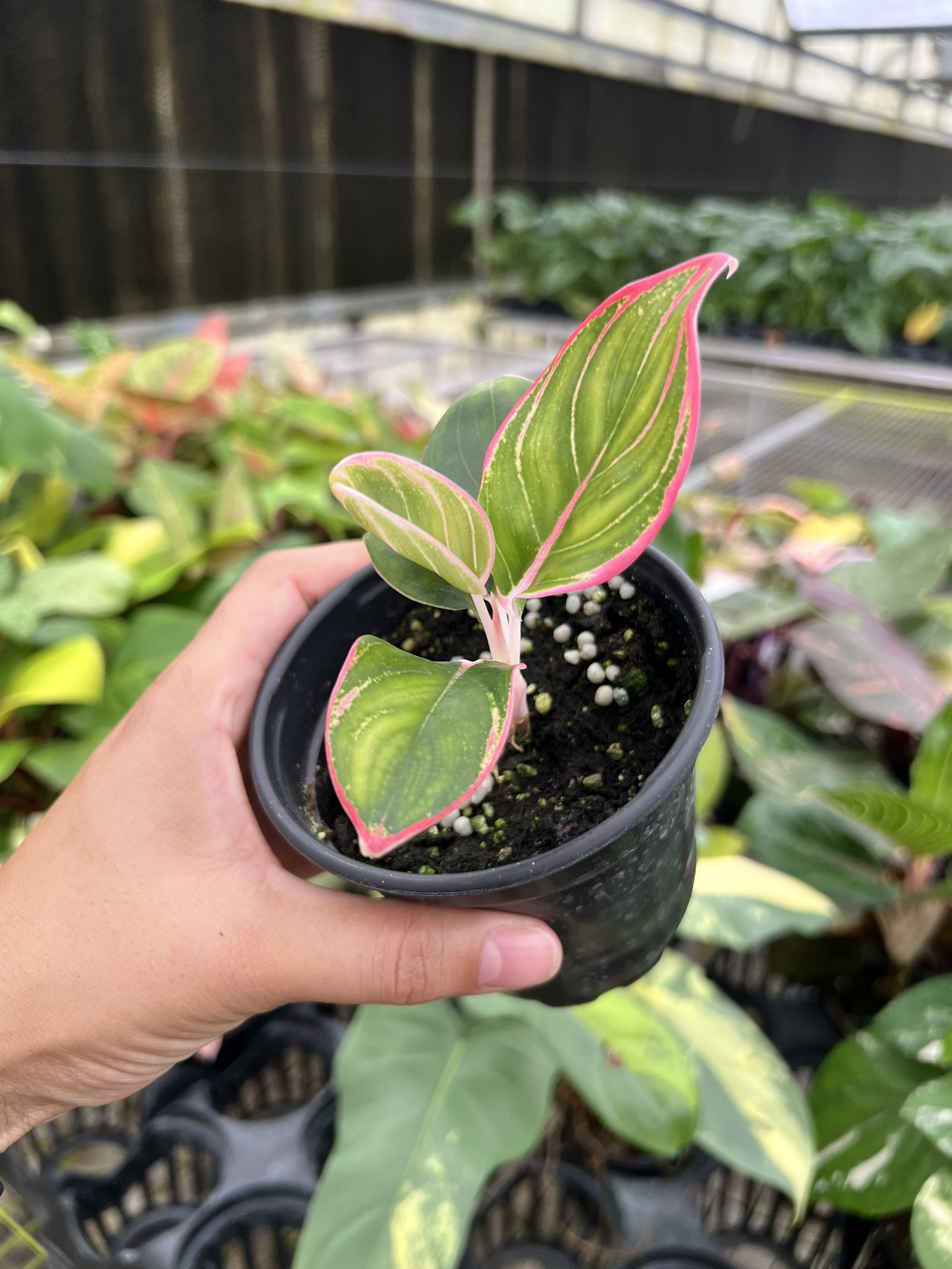 Aglaonema pictum HAインボイス付き Aglaonema Pictum Bicolor — Aroidasia